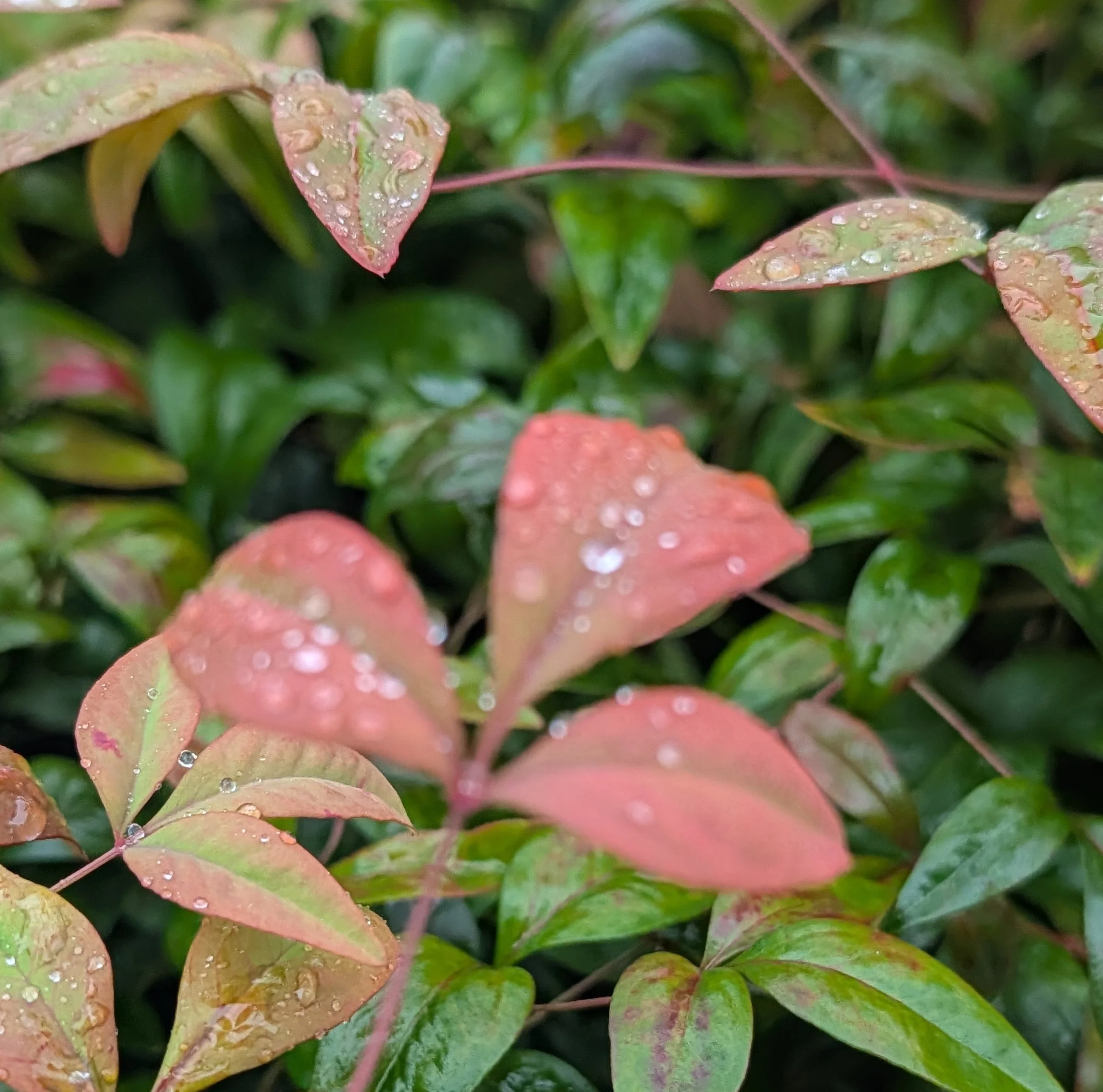 Close-up of green and reddish leaves with water droplets.