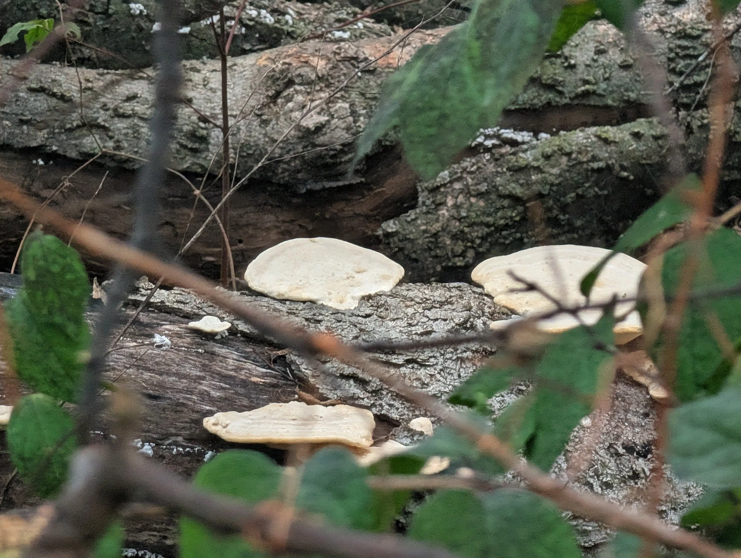 Fungi growing on a fallen tree trunk in a forest, surrounded by green leaves and branches.