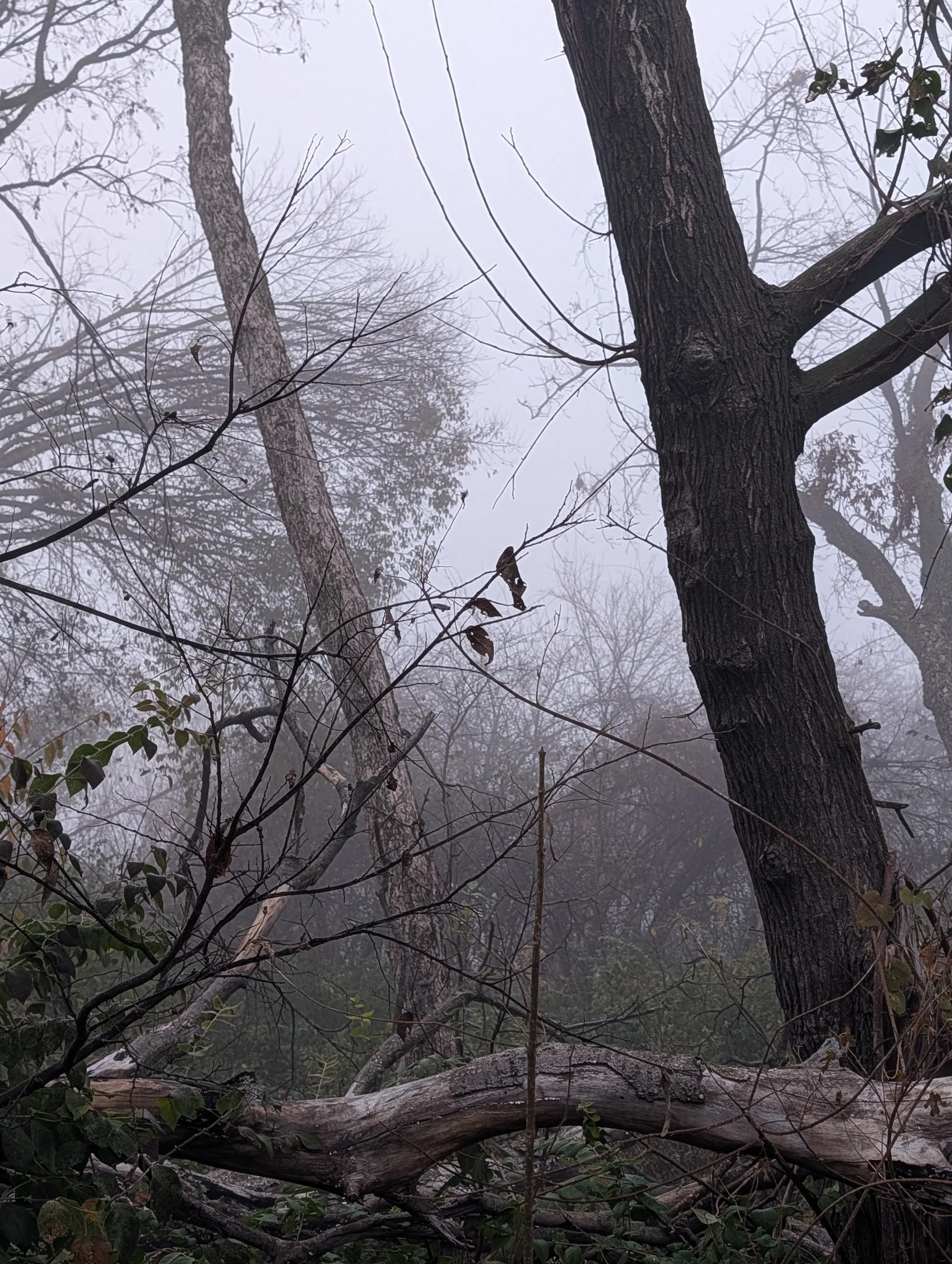 Foggy forest scene with tall trees, some fallen branches, and leafless smaller branches in the foreground.
