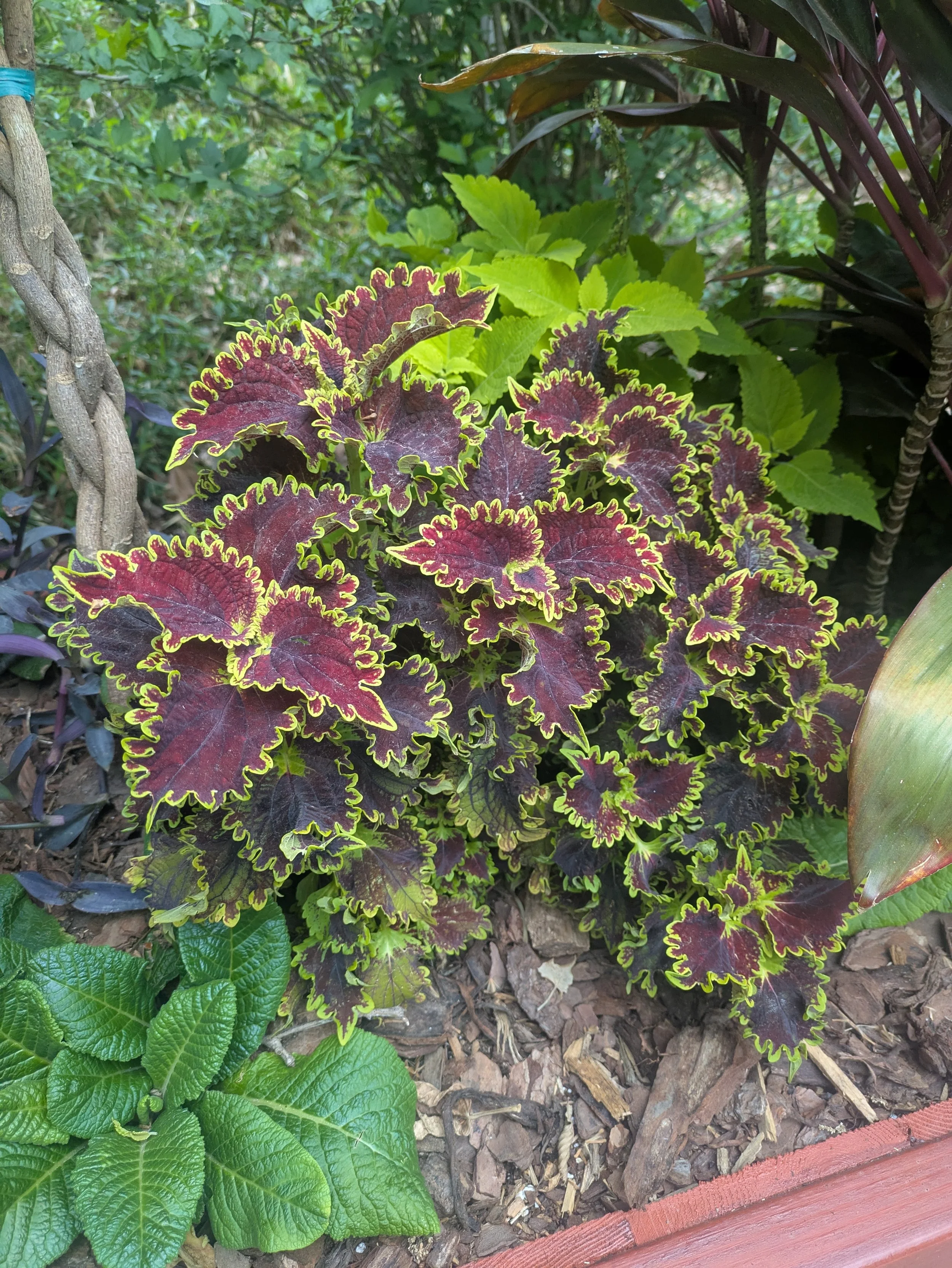 Colorful variegated coleus plant with dark red leaves with yellow-green edges, surrounded by various green foliage in a garden bed.