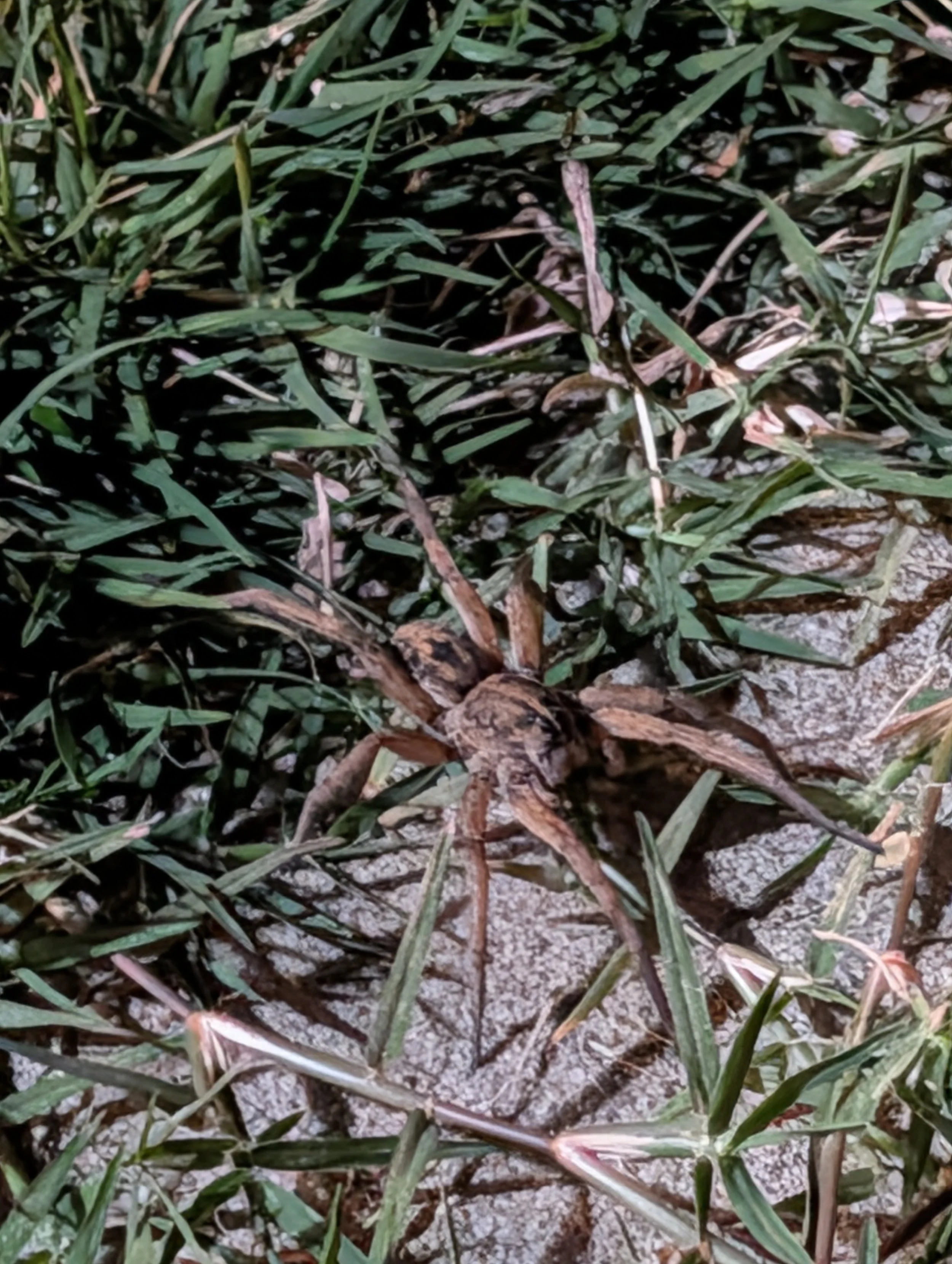A spider camouflaged among grass and rocks.