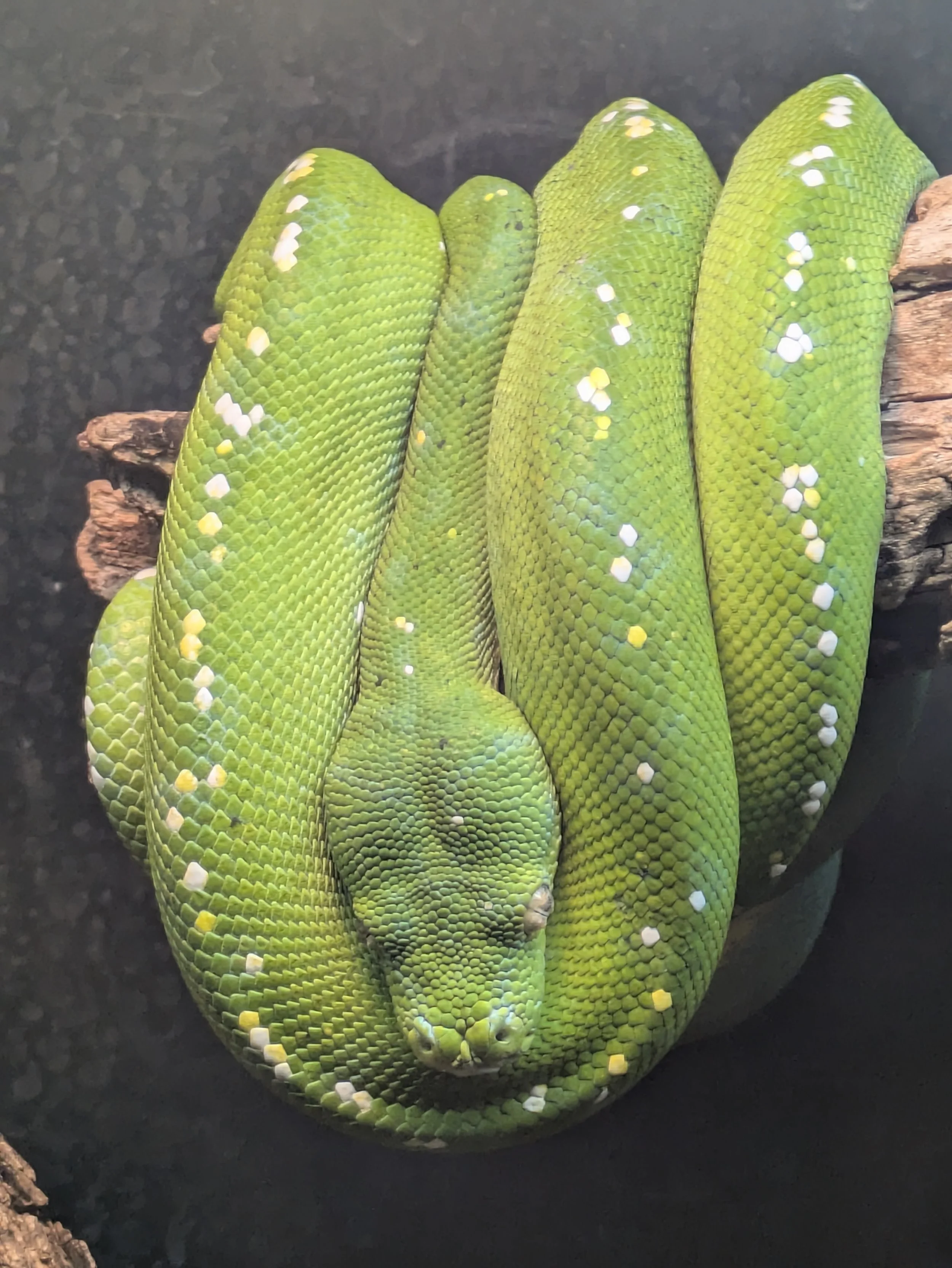 A green snake with white and yellow spots coiled around a piece of wood.