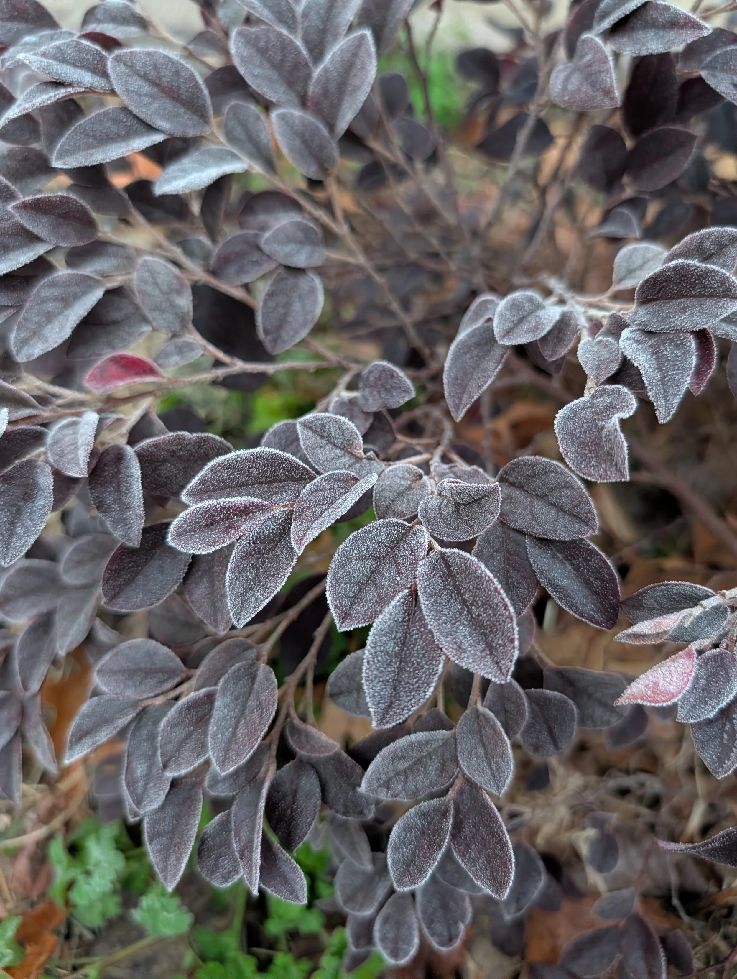 Close-up of purple leaves with a light frost coating.