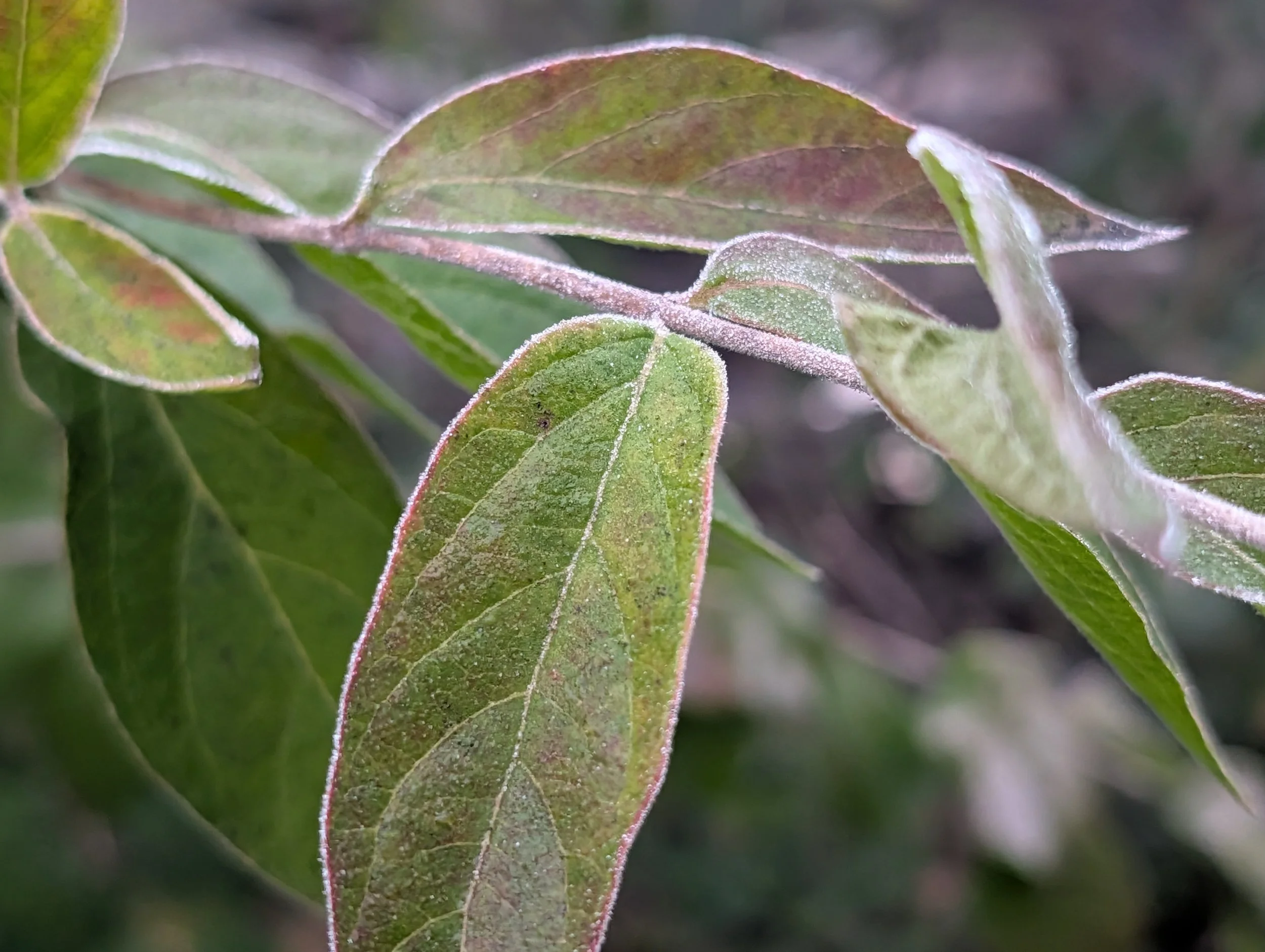 Close-up of green leaves with pinkish margins and a layer of frost.