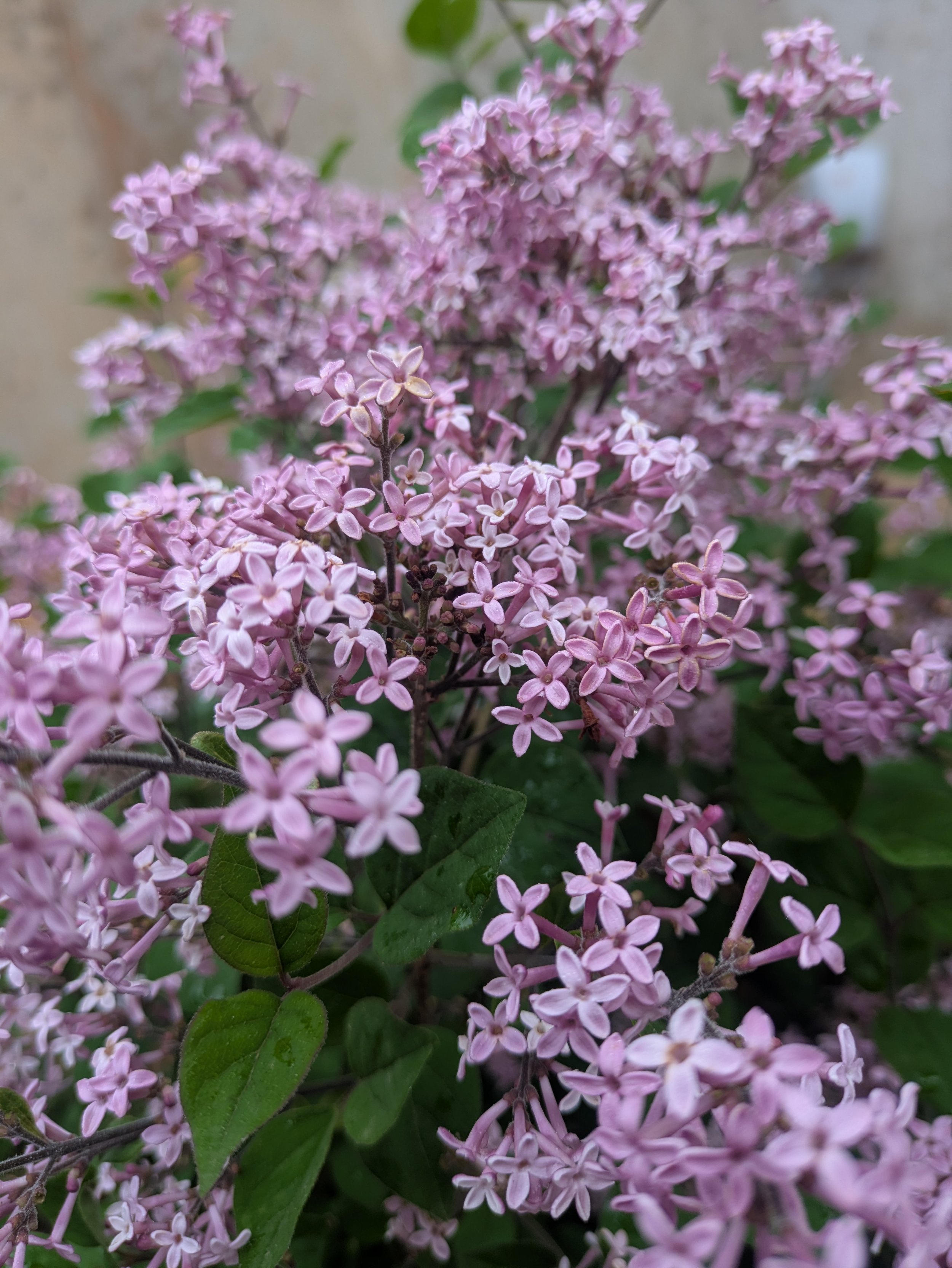 Close-up of a cluster of small, star-shaped purple flowers with green leaves in the background.