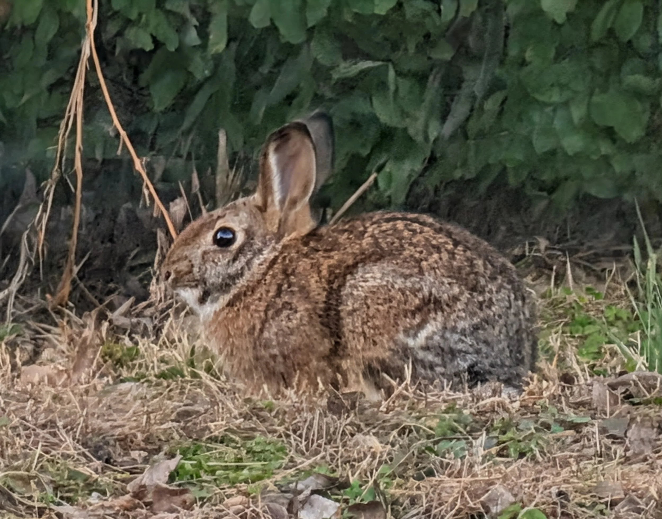A rabbit lying on the ground in front of green bushes, with brown and gray fur and large ears.