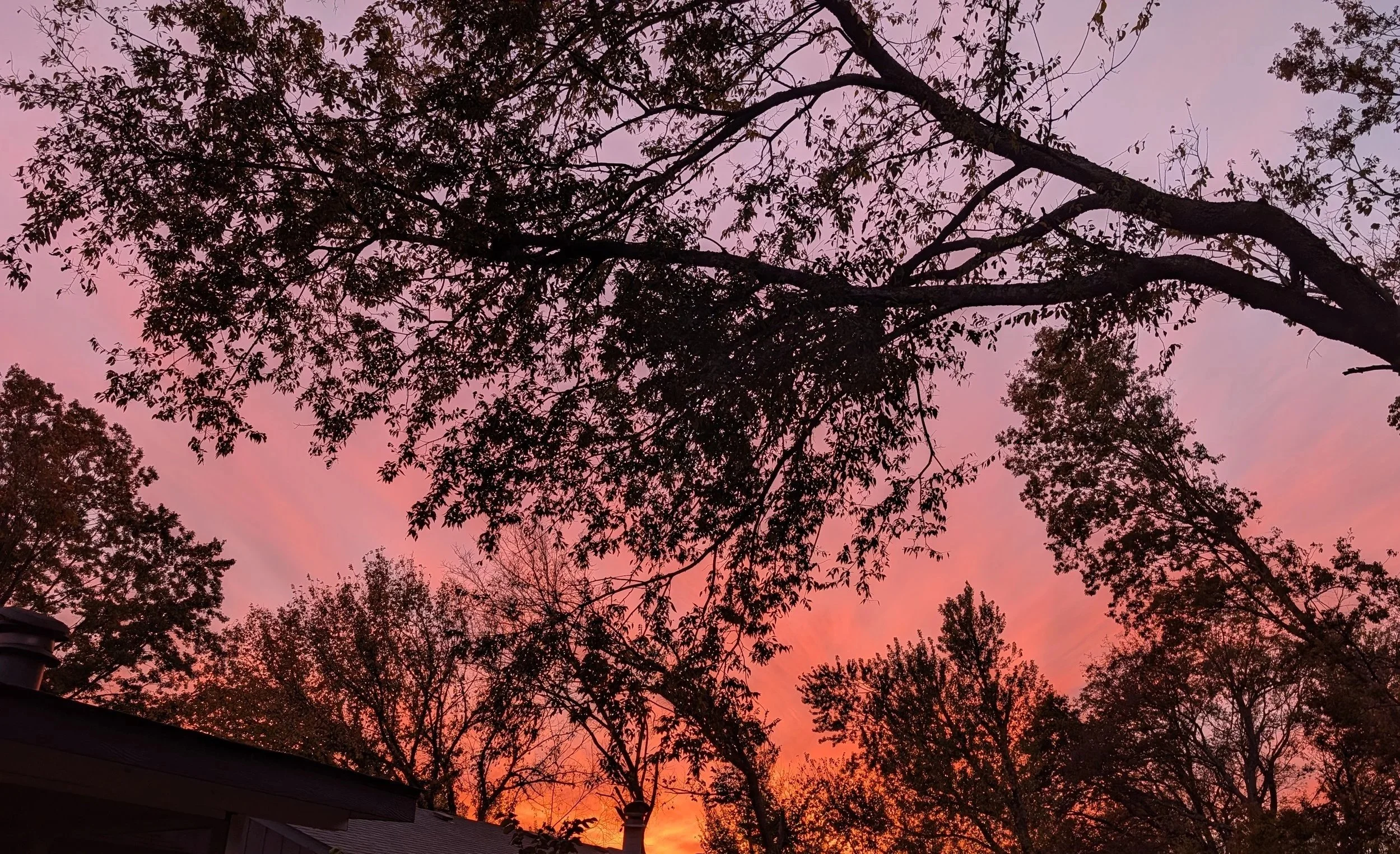 Sunset sky with pink and orange hues visible through silhouettes of tall trees with sparse leaves.