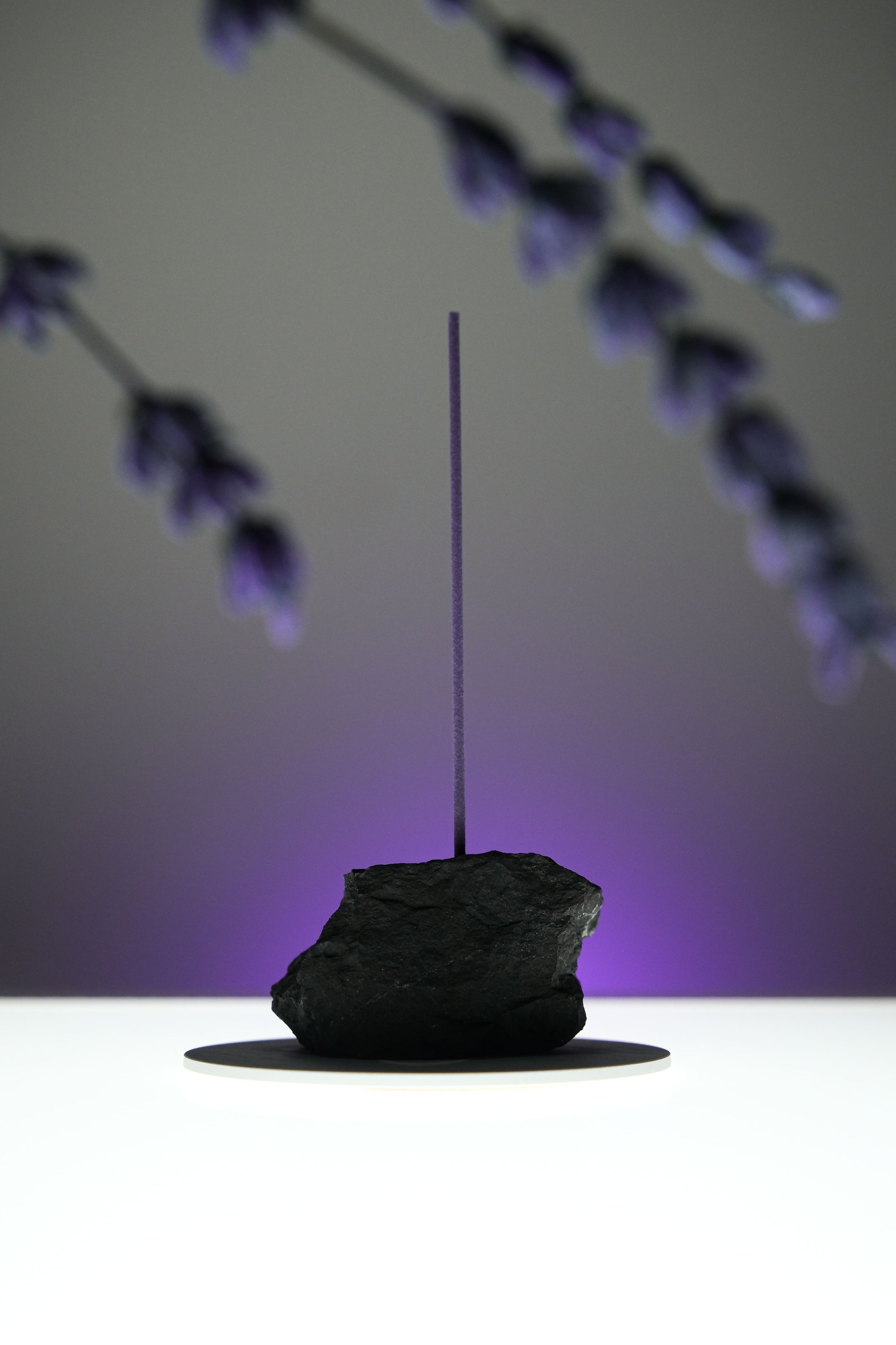 A small, thin lavender flower stem extends vertically from a rough black rock, with blurred purple flowers on either side in the background.