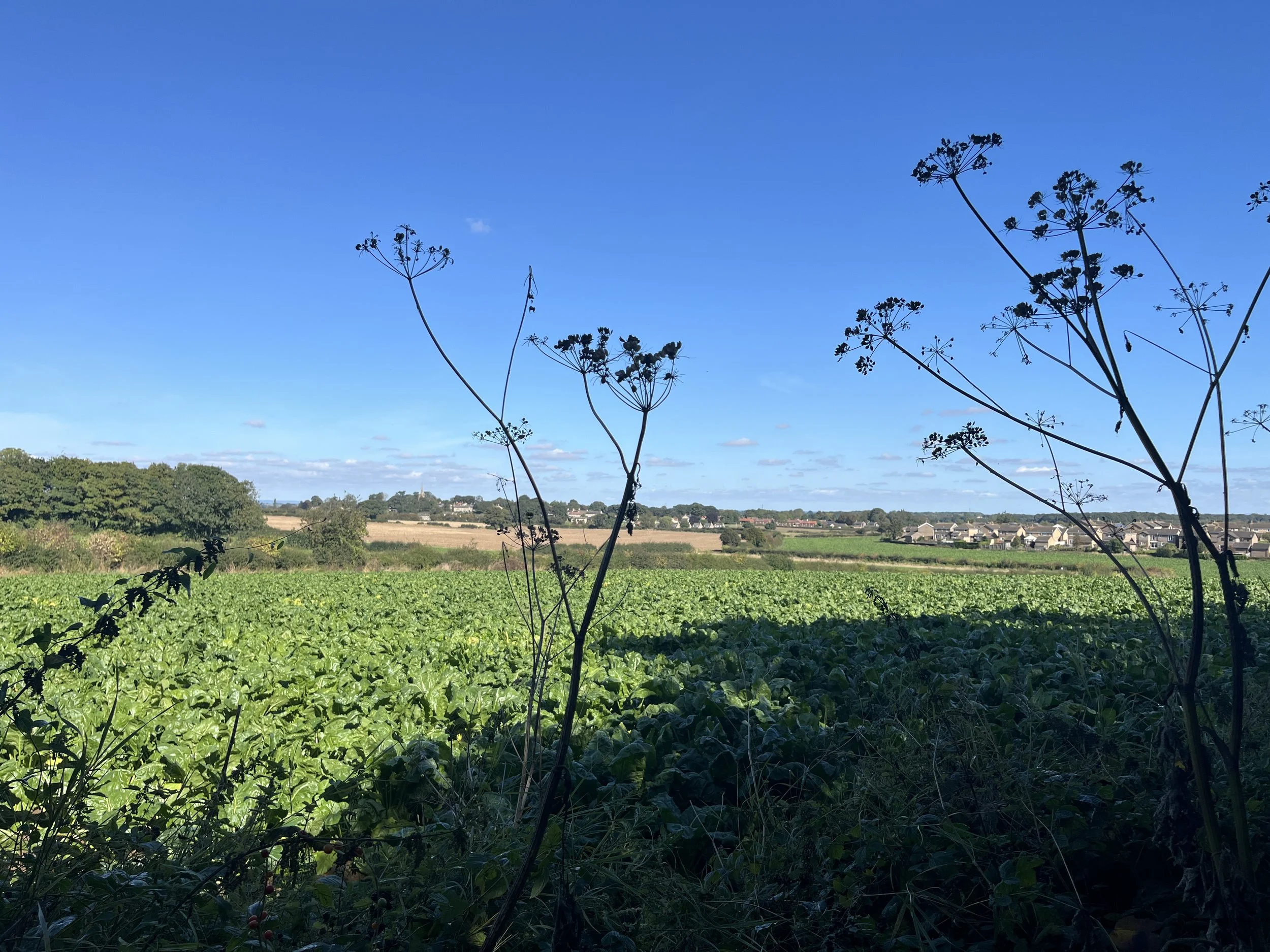 Better Wetherby Newsletter – September 2025