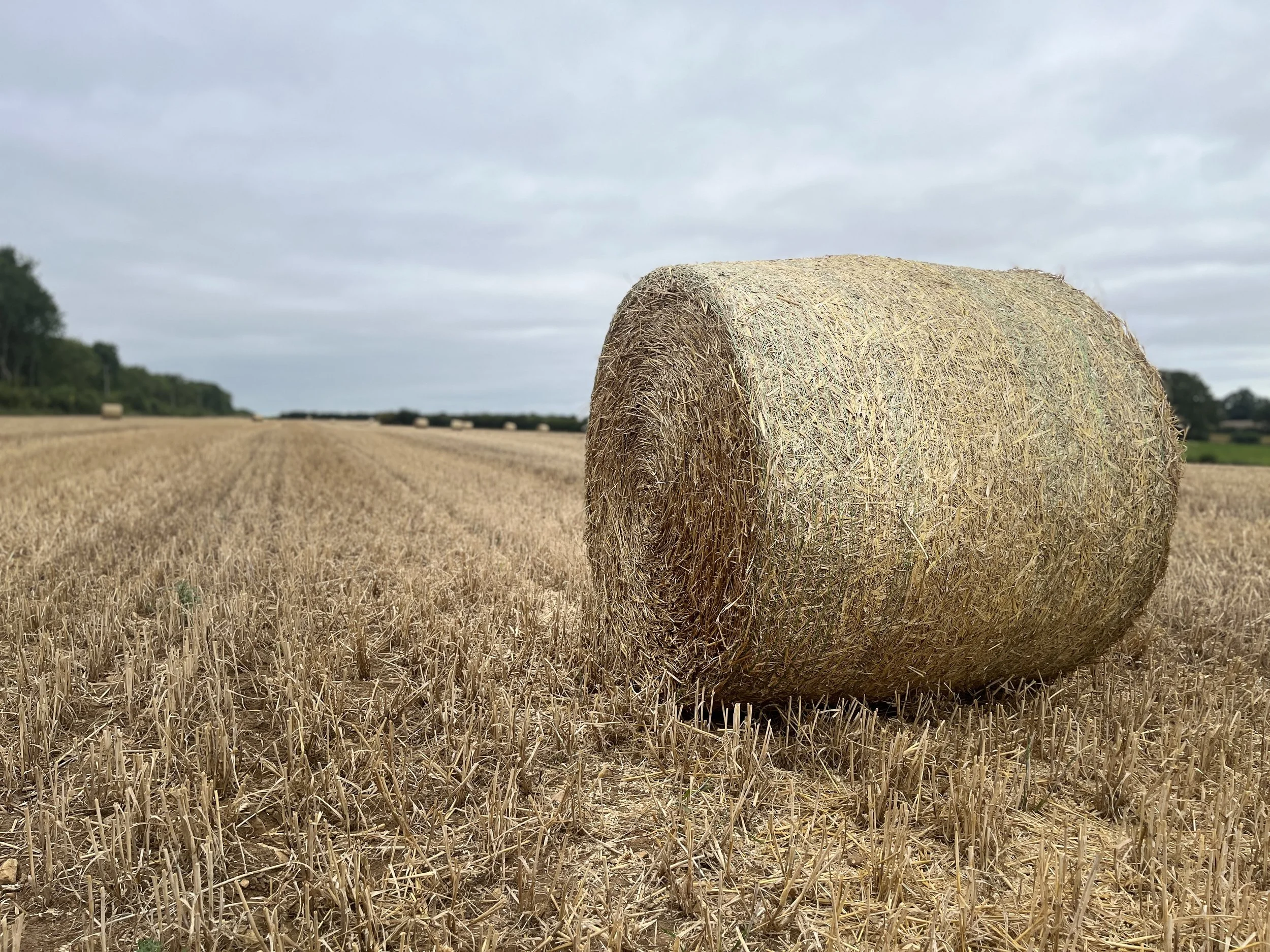 Better Wetherby Newsletter – August 2025 