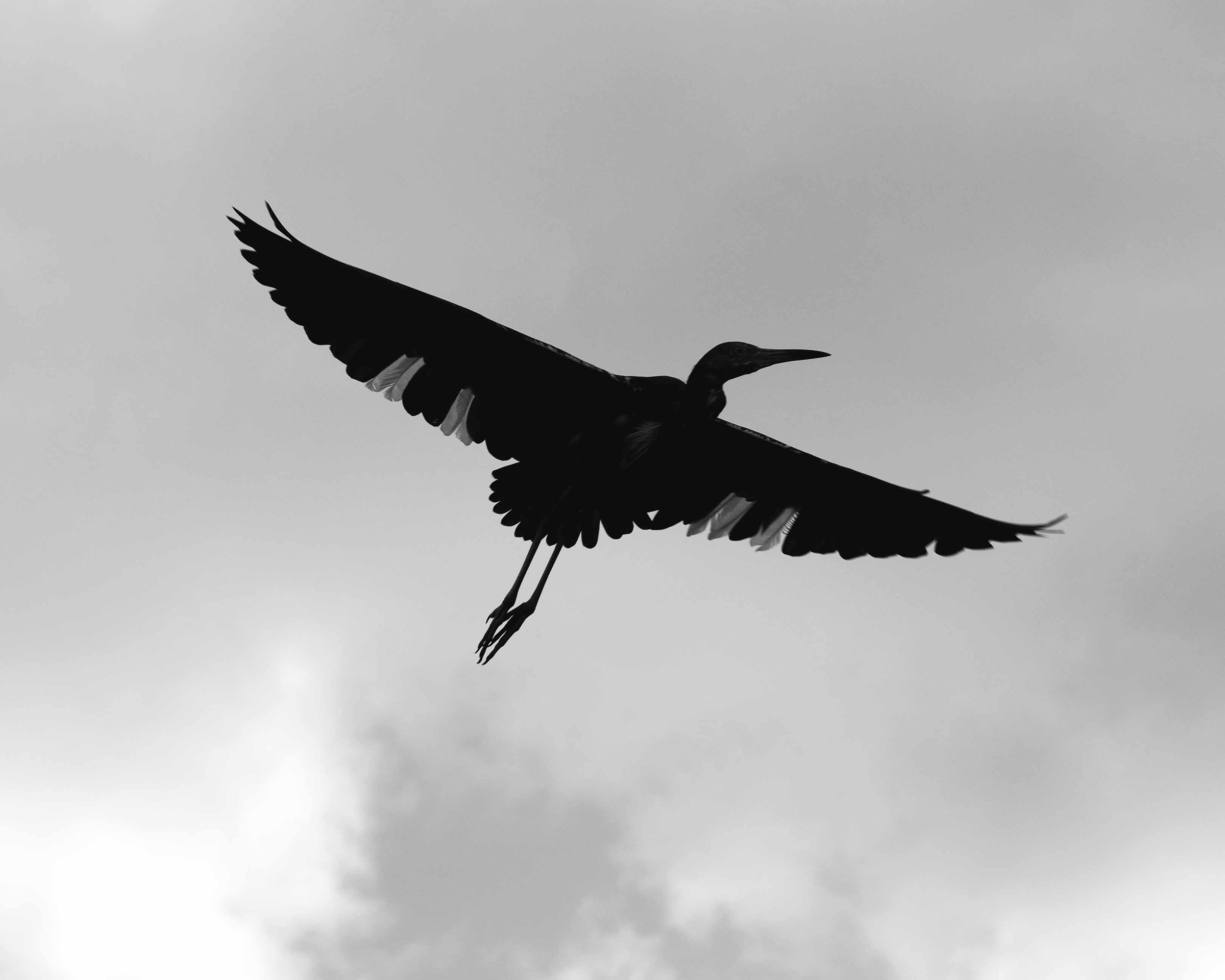DSC02739cW.JPG