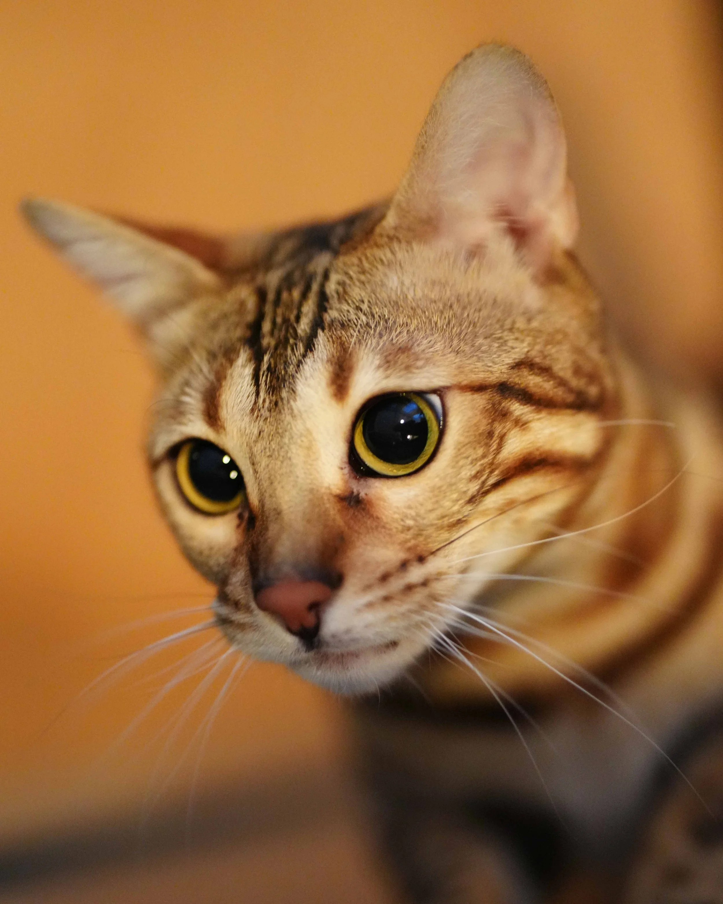 DSC02072c.jpg