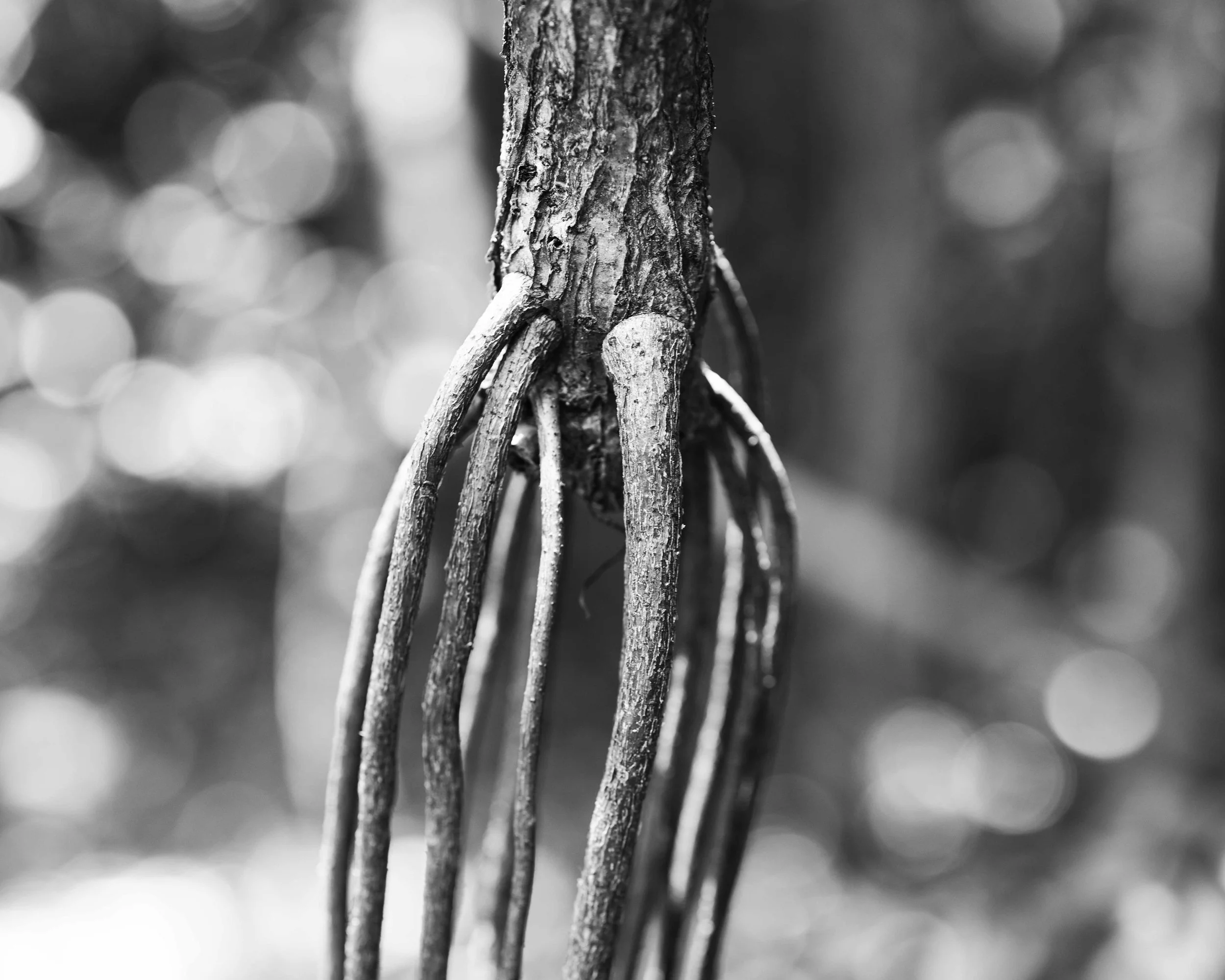 DSC01578c.jpg