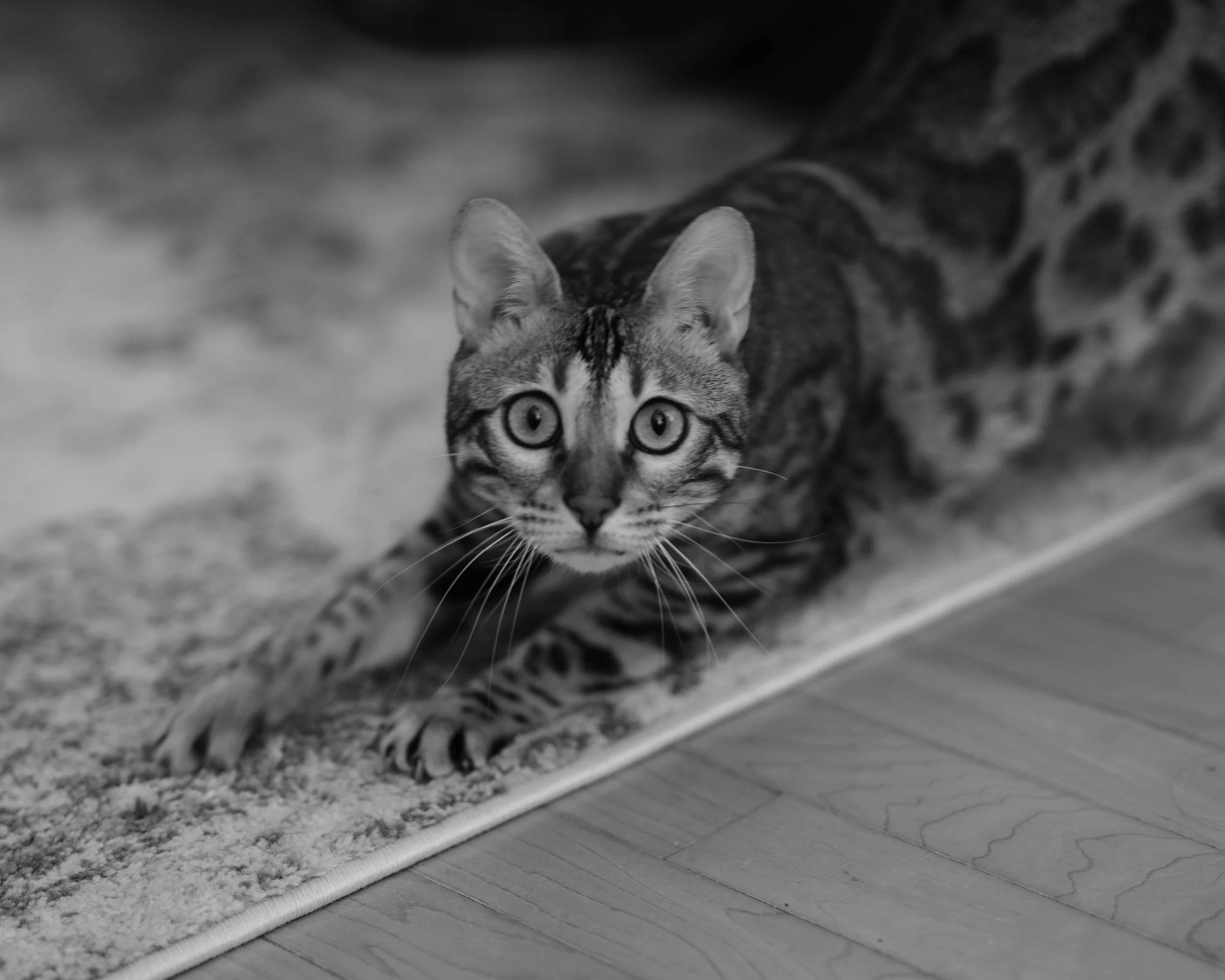 DSC01806c.jpg