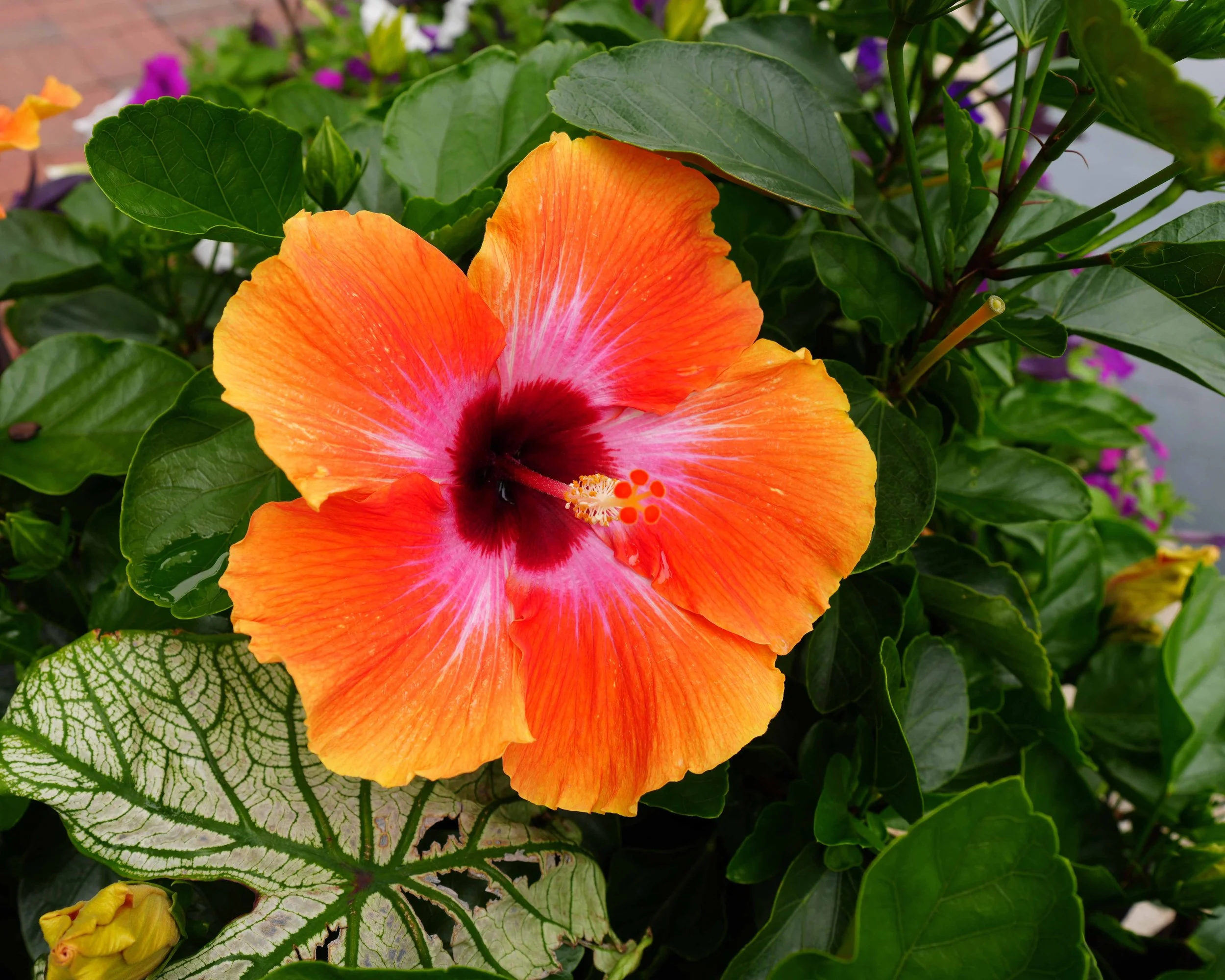 DSC02615c.jpg