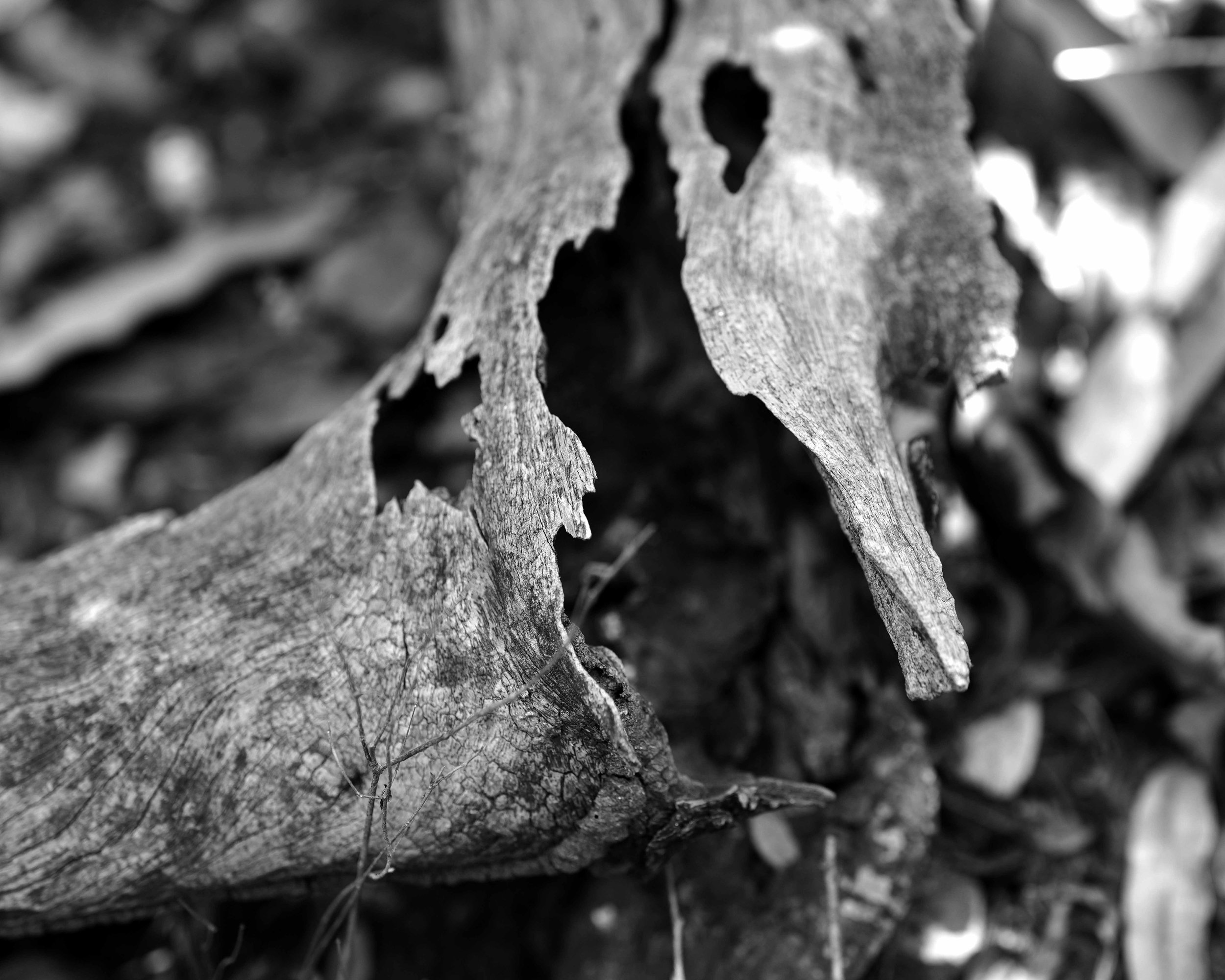 DSC01454c.jpg