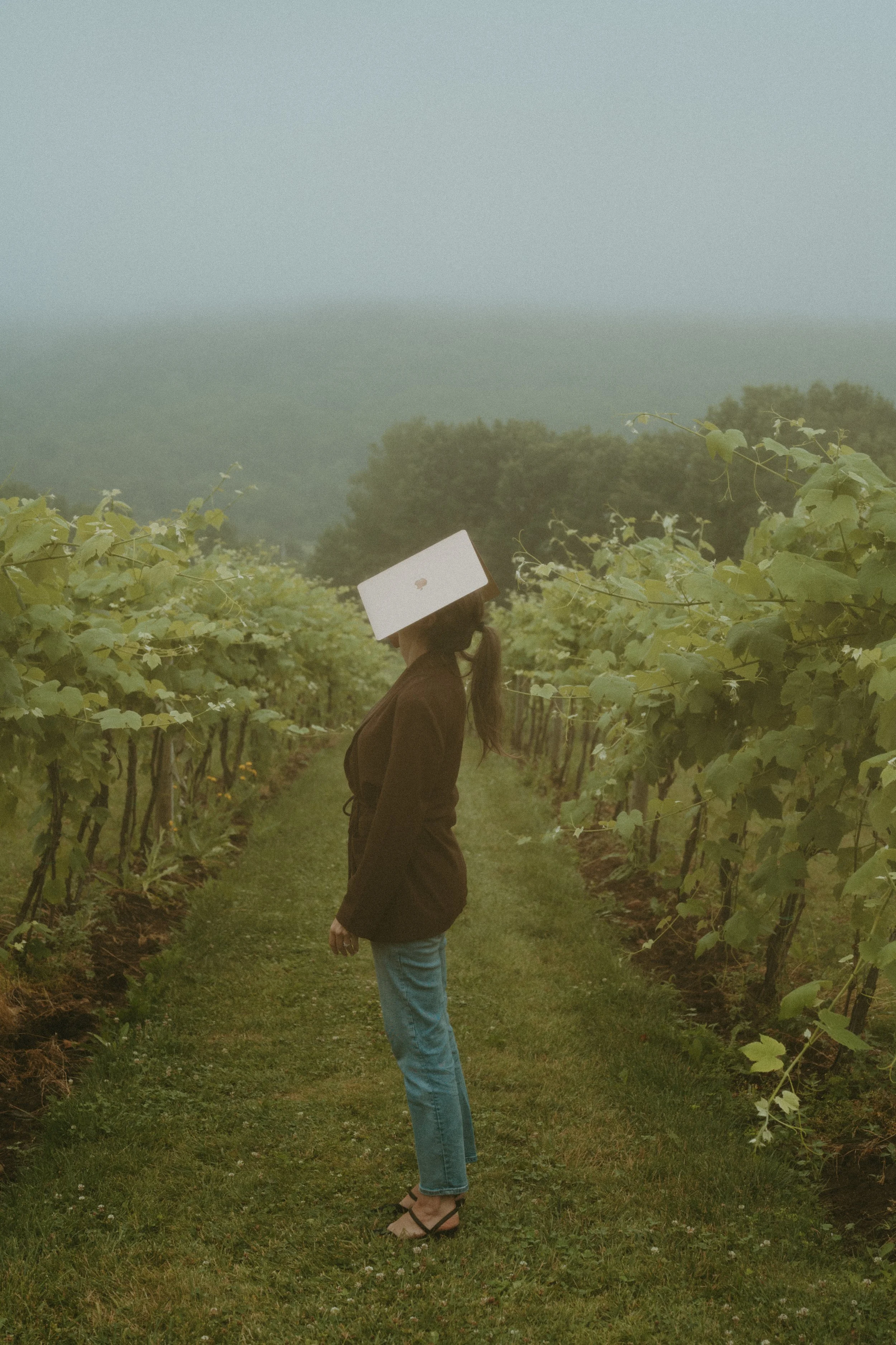 A person walking through a vineyard with a laptop on their head, surrounded by grapevines and greenery, with mountains in the distance.