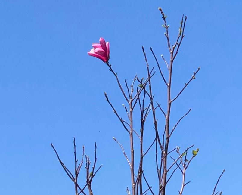The Lone Magnolia Bloom