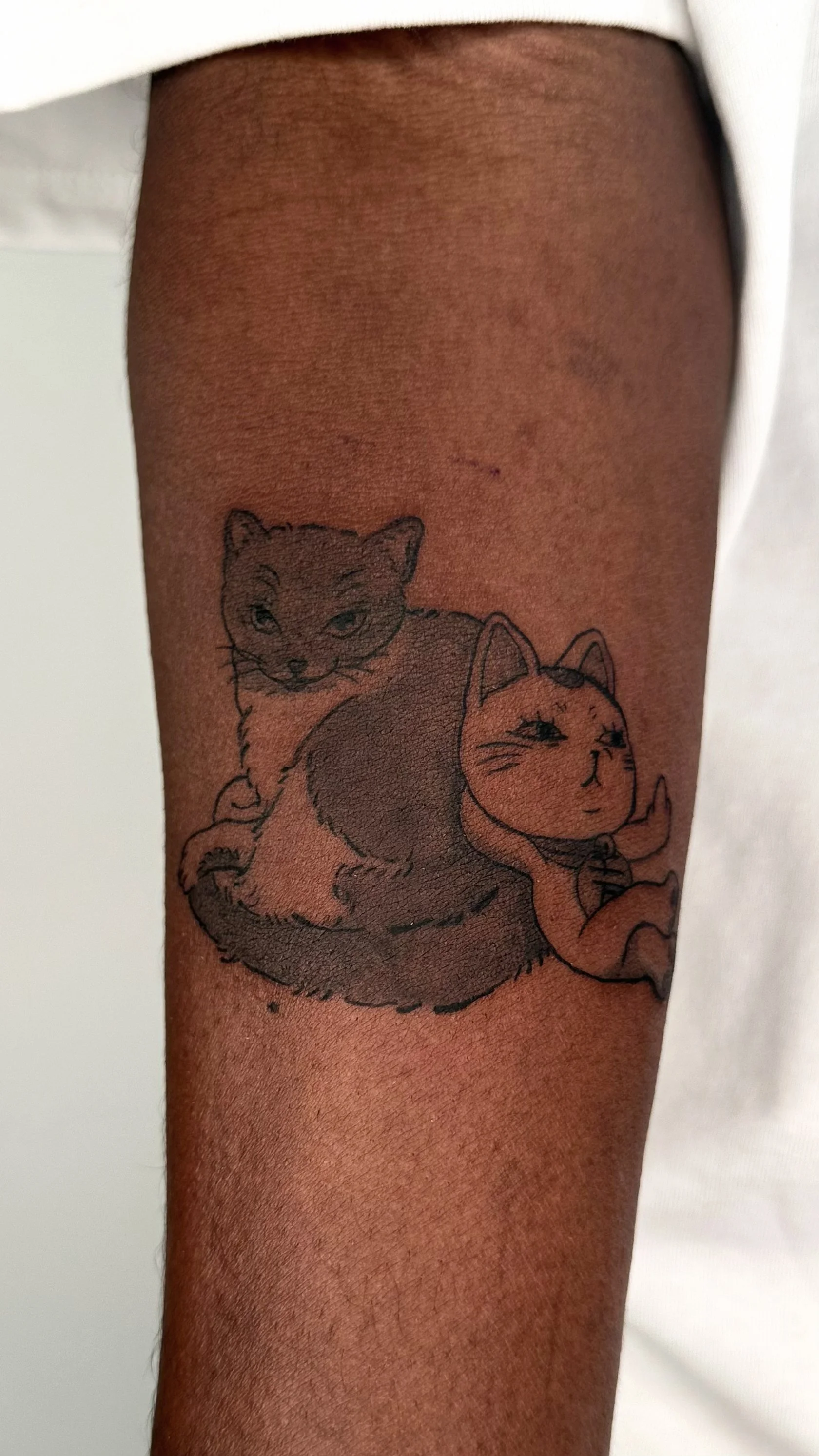 Kelvin Cats.jpg