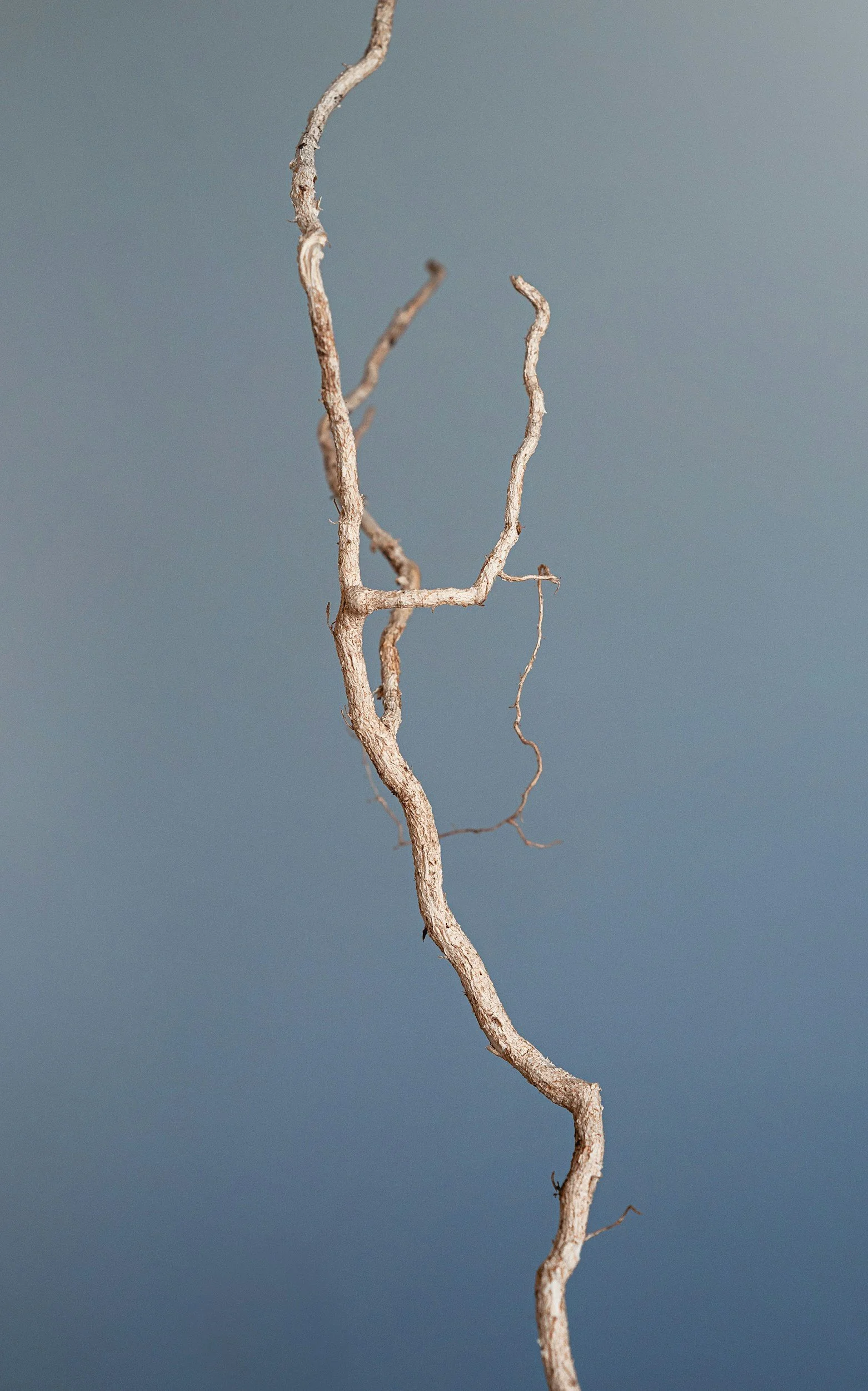 Dry, twisted tree branch hanging downward against a plain, muted background.