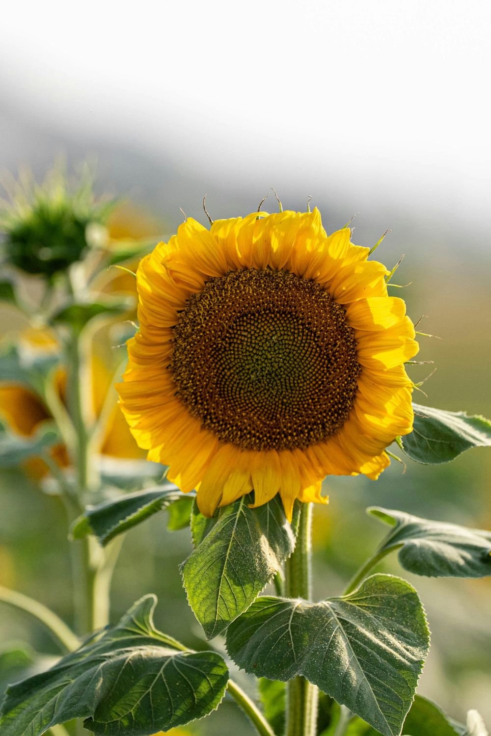 Close-up of a sunflower with bright yellow petals and green leaves, backlit by sunlight, with a blurred background.