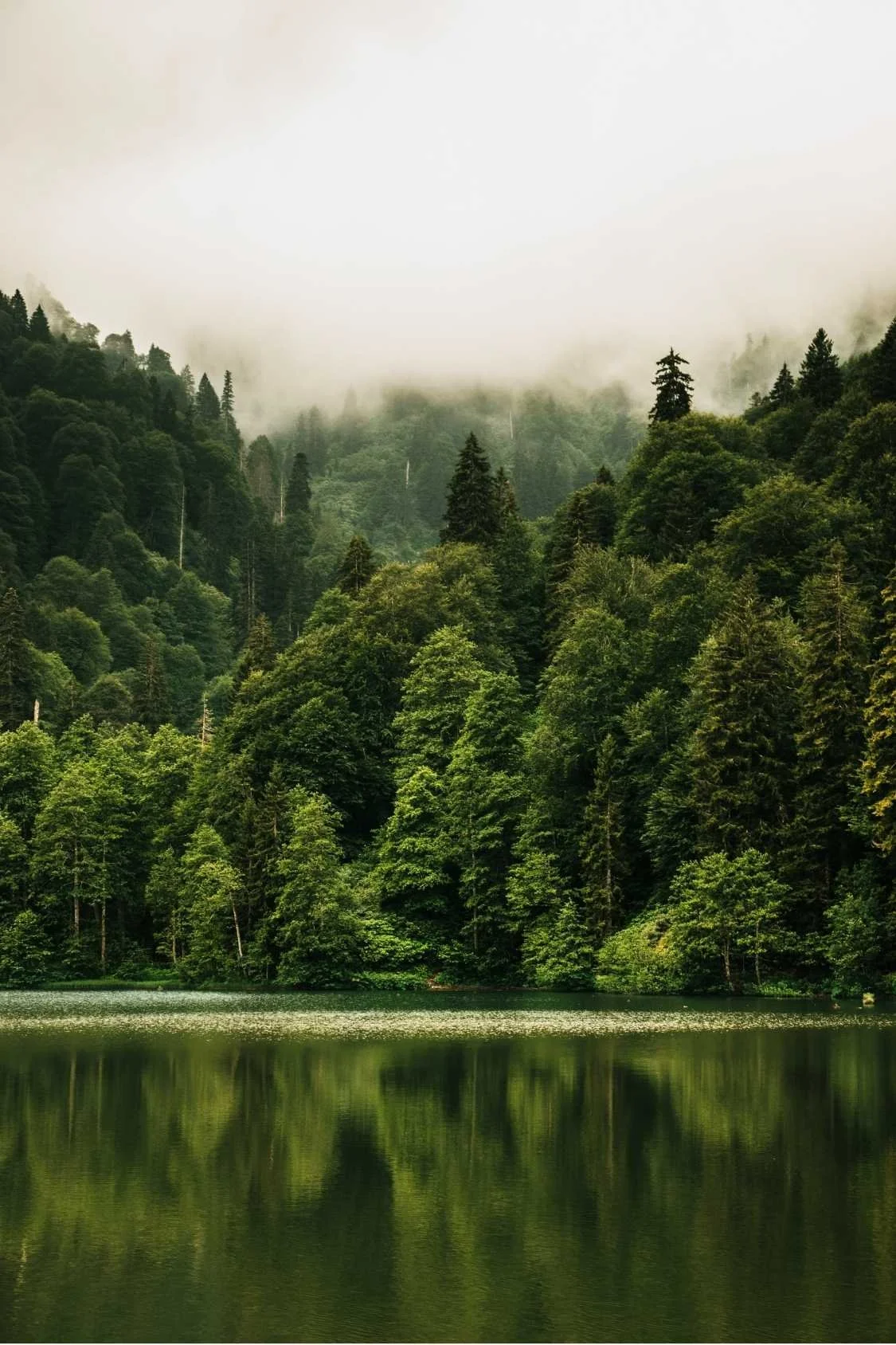 calm water by a forested hill