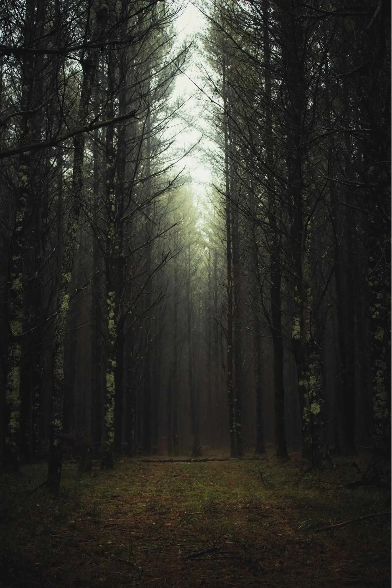 A dark, foggy forest with tall trees and a path leading into the distance.