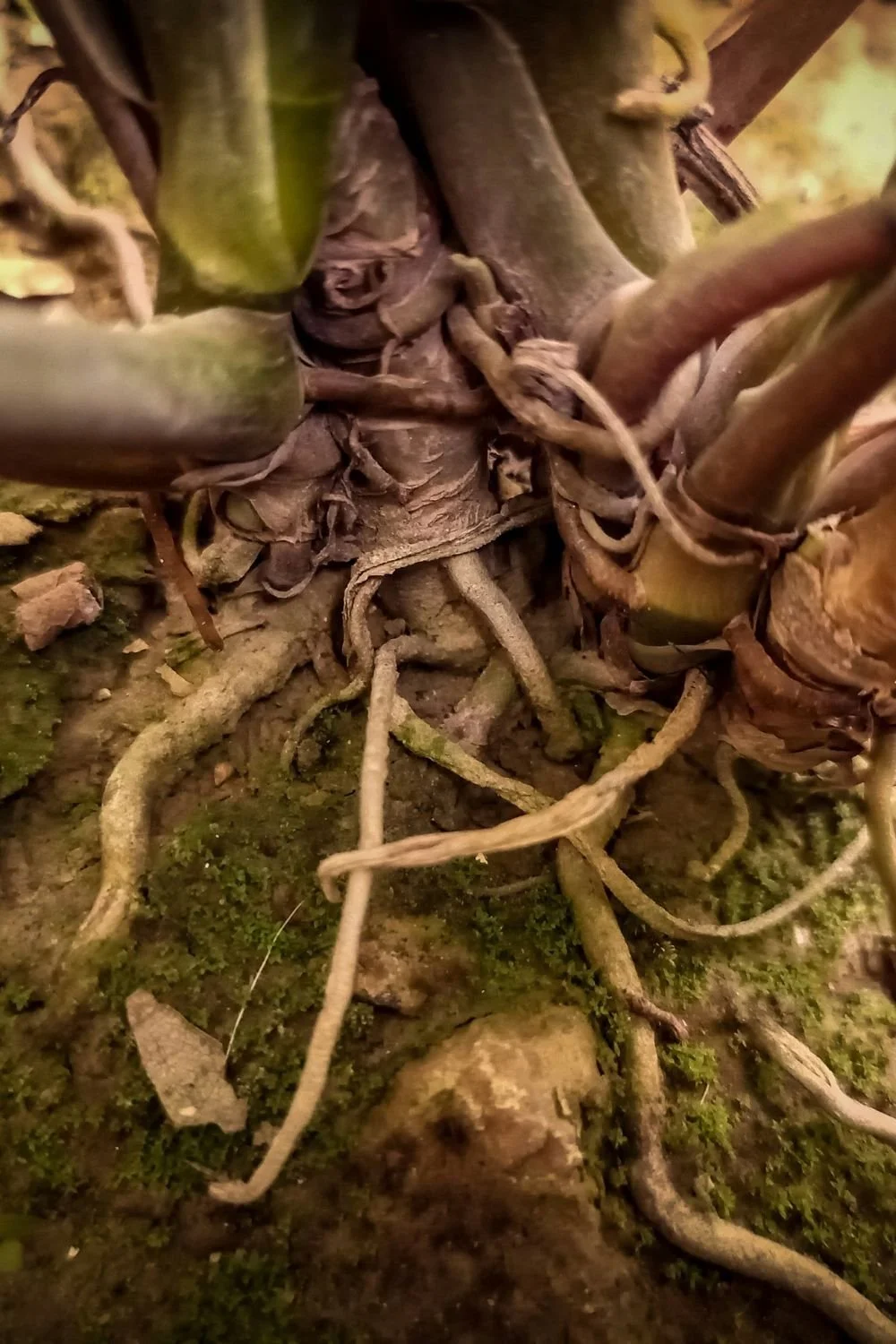 Close-up of plant stems and roots, showing the base of a plant in soil with moss and small rocks.