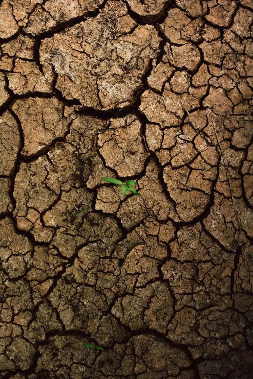 Close-up of dry, cracked soil with small green sprout emerging.