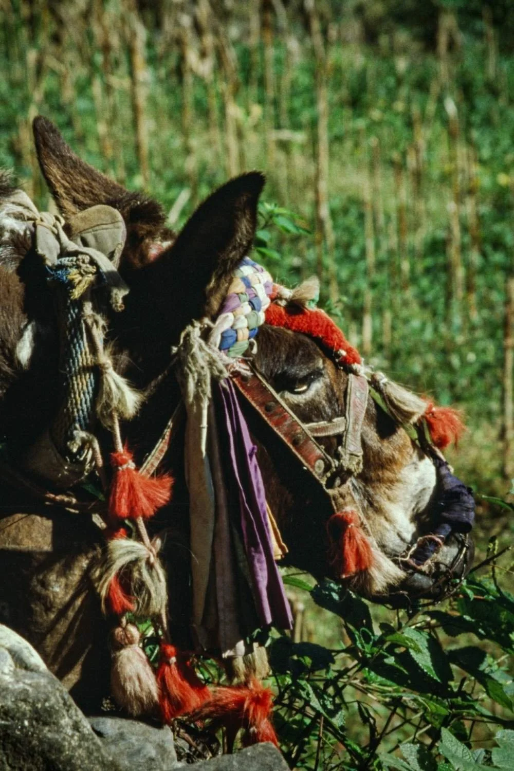 Close-up of a decorated donkey wearing colorful, woven accessories and harness, standing in a green outdoor environment.