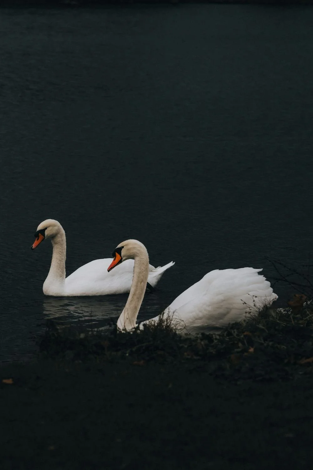 Two swans swimming in dark water near a shoreline.
