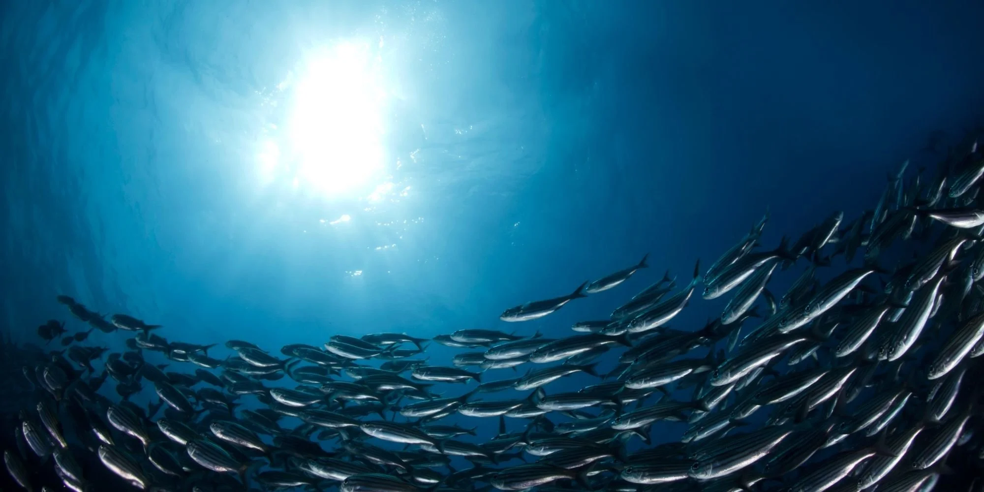 Underwater scene with a school of silver fish swimming near the ocean surface, sunlight shining through the water.