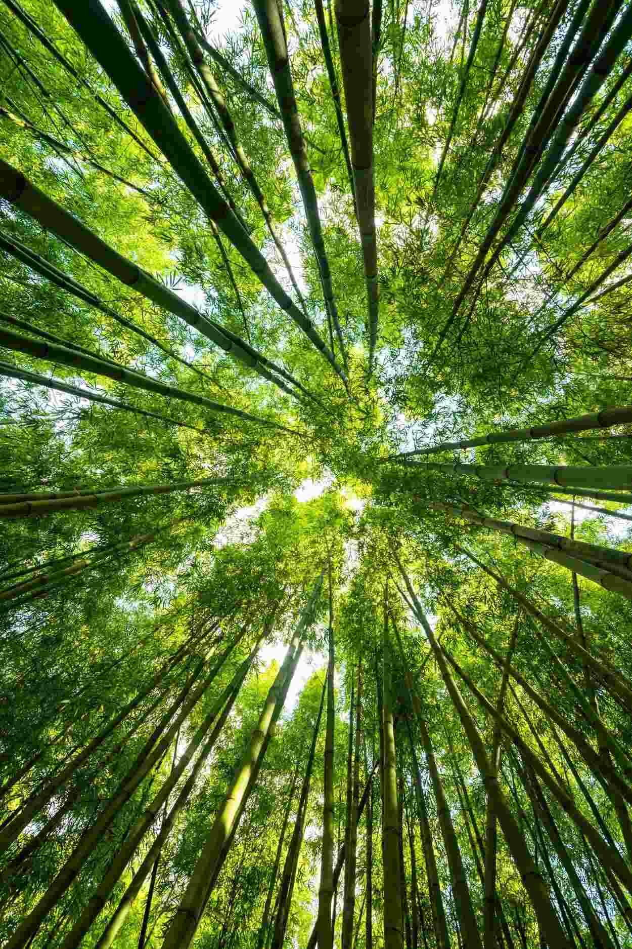 Ants-eye view of a forest with tall trees