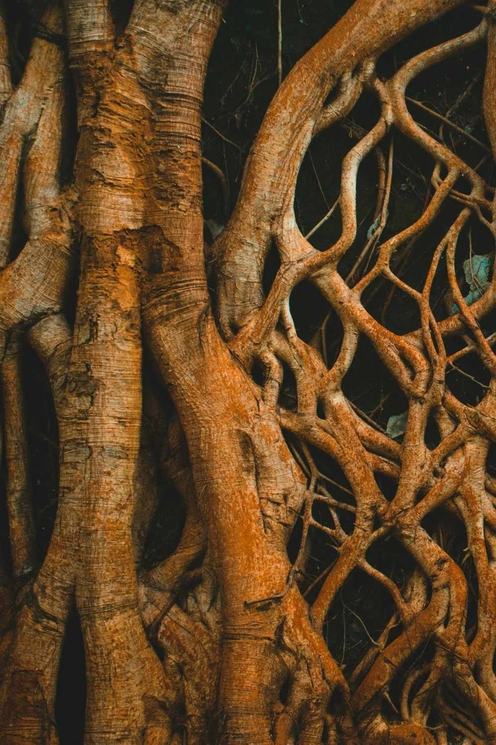 Close-up of intertwined tree roots with rough, textured bark.