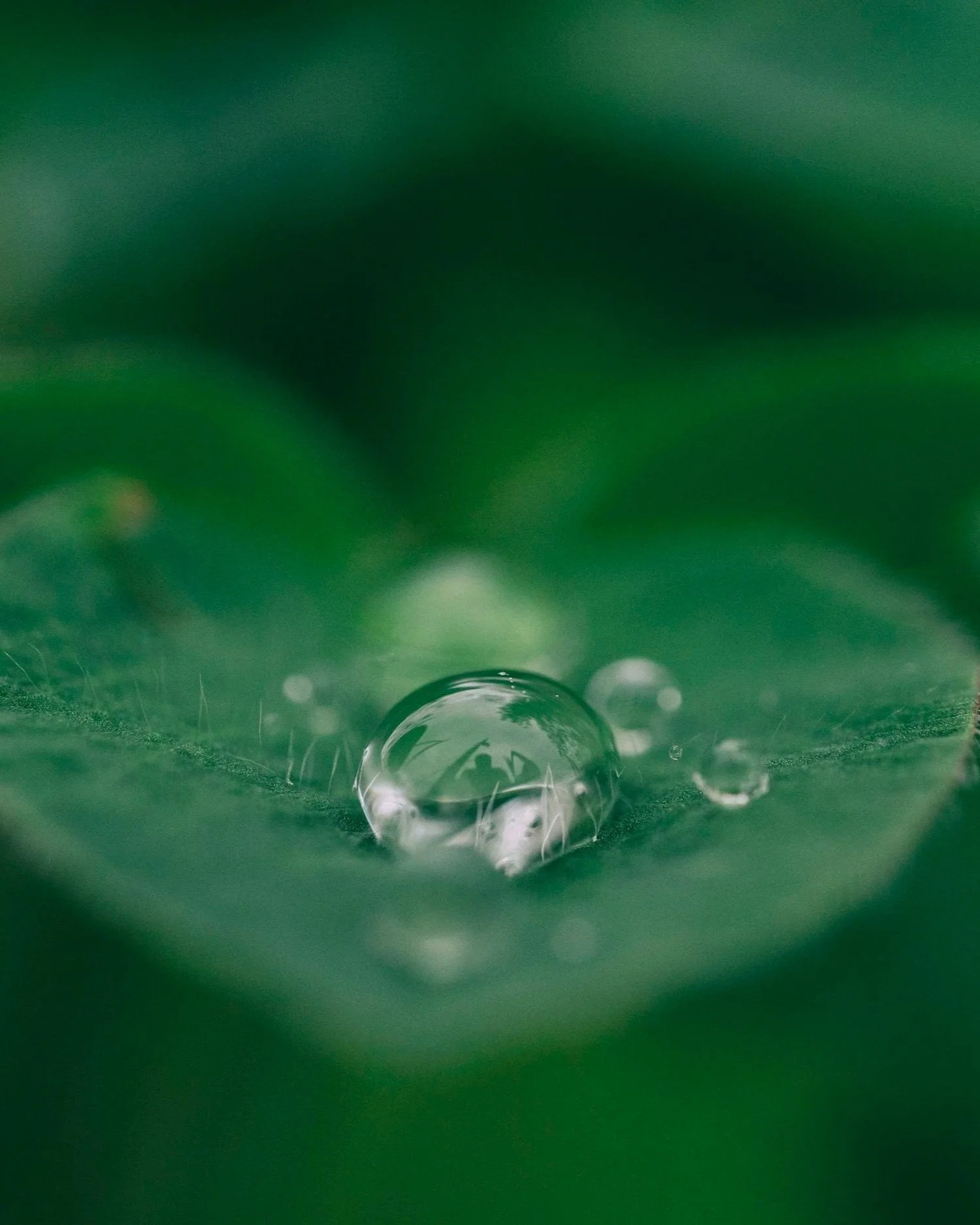 Close-up image of a water droplet on a green leaf with blurred green background.