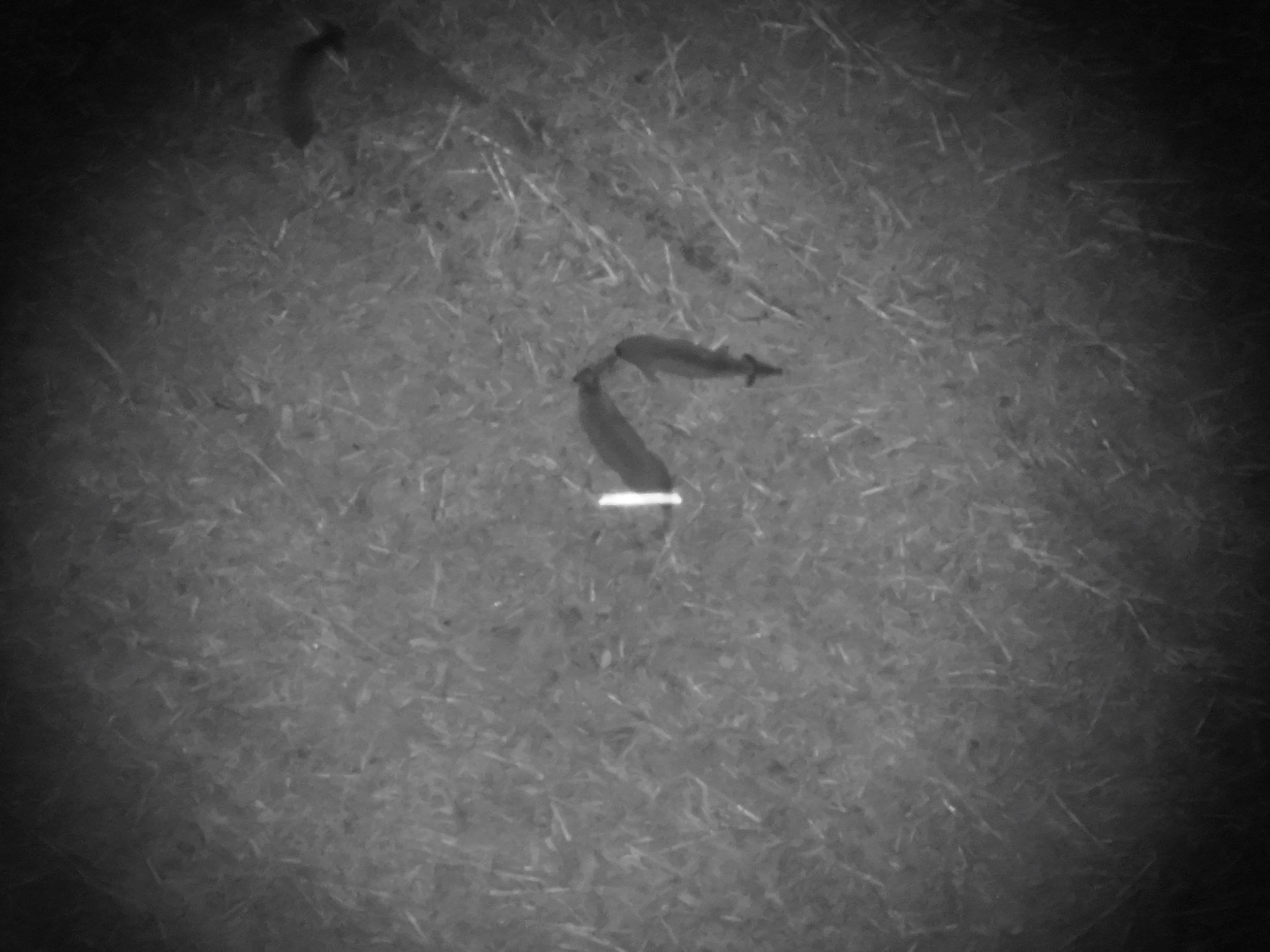 zoomed in image of two whitetail deer doe