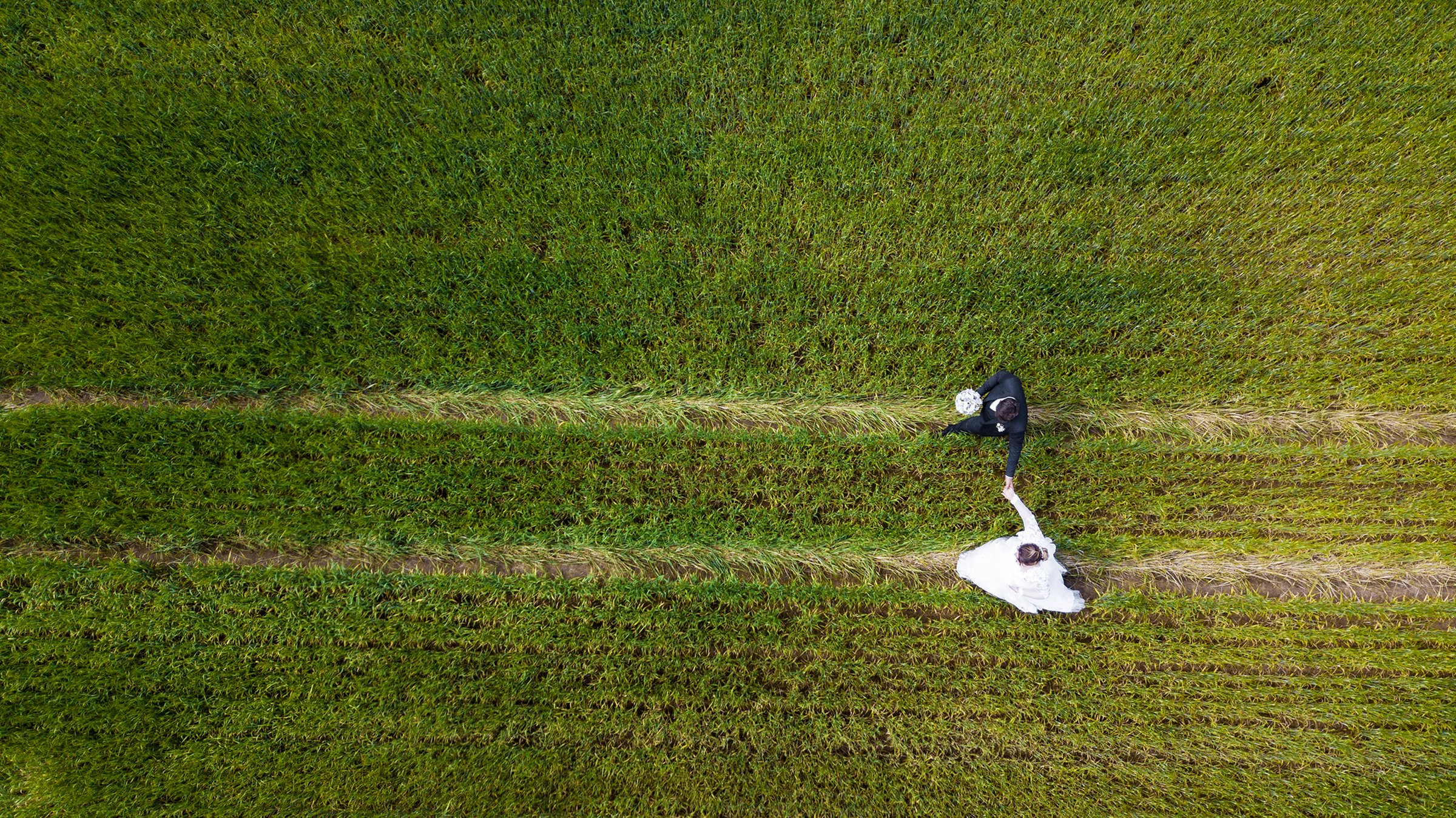 An aerial view of a bride and groom holding hands and walking through a green cornfield, with the groom dressed in a black suit and the bride in a white wedding dress.