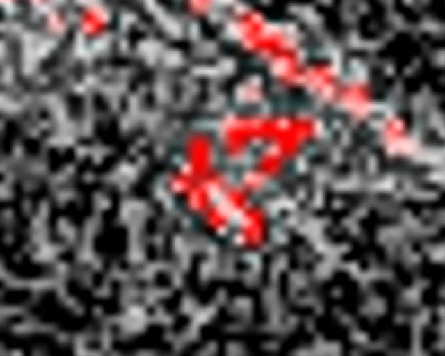 Thermal image of two whitetail deer doe