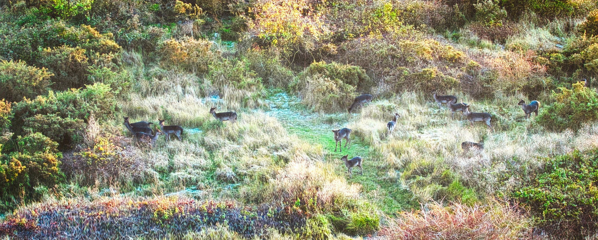 Deer grazing on a grassy trail in a lush, colorful forest.