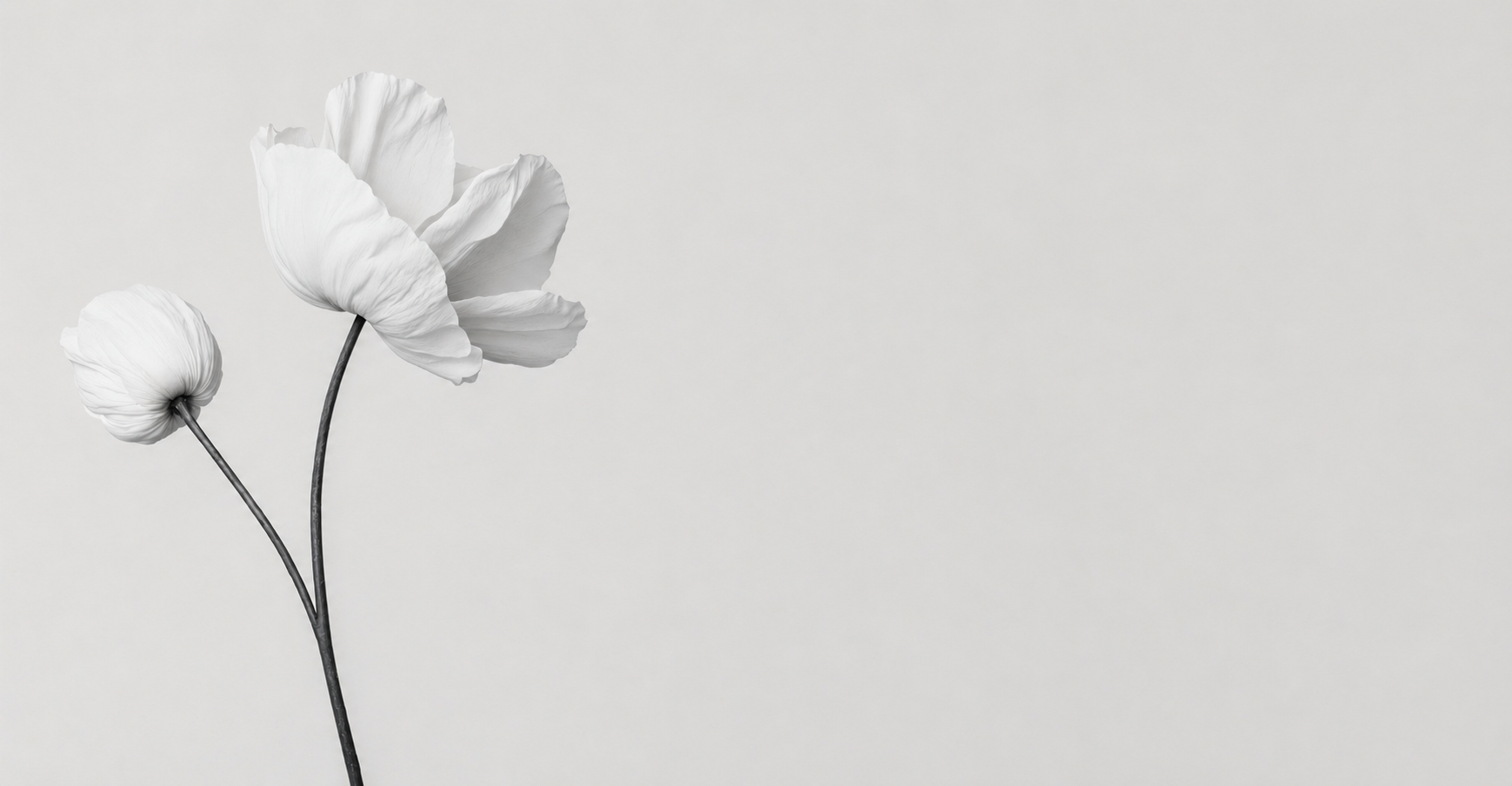 Black and white photograph of two poppy flowers, one larger and open, and one smaller and closed, on delicate, curved stems against a plain background.