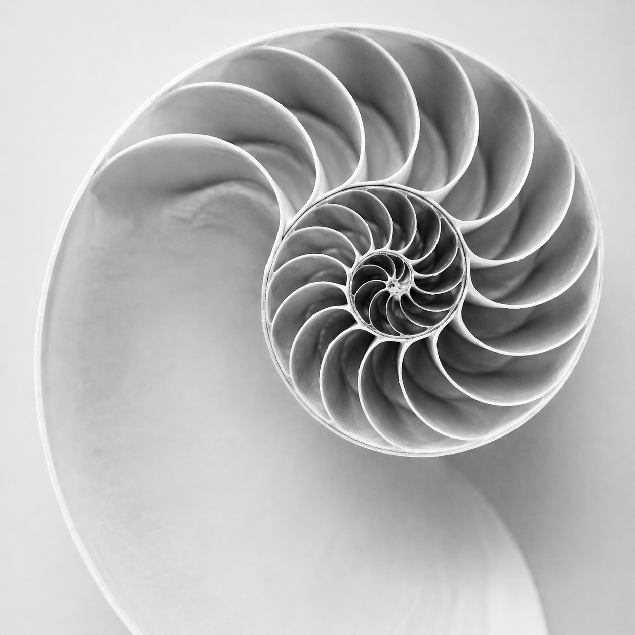 Close-up black and white photograph of a spiral seashell, showing the intricate, repeating internal chambers.