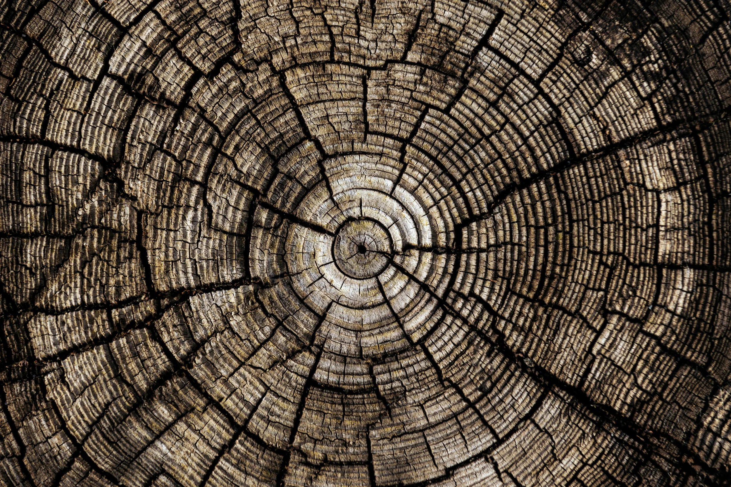 Close-up of a weathered tree cross-section showing growth rings and cracks.
