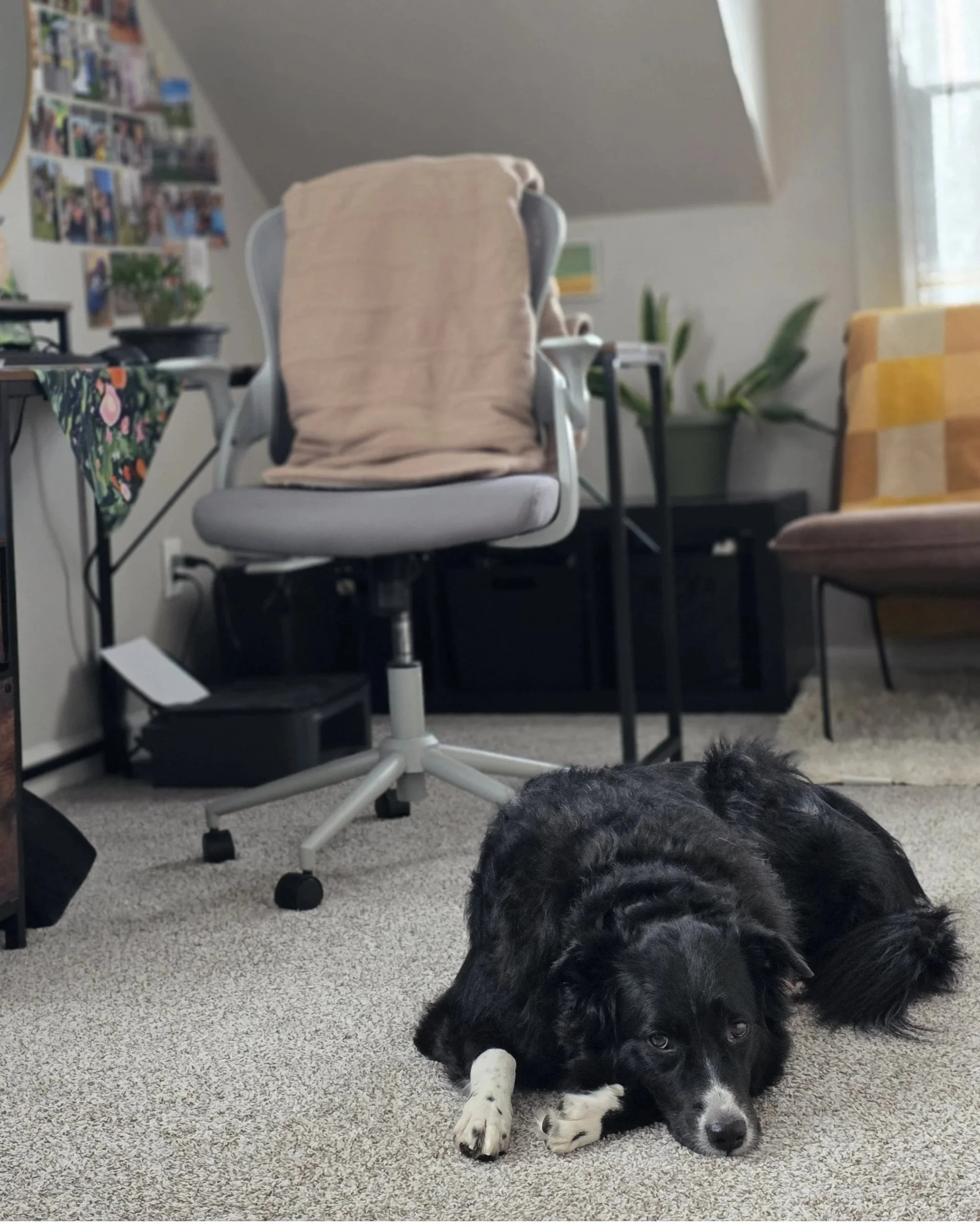 A dog laying in front a computer chair