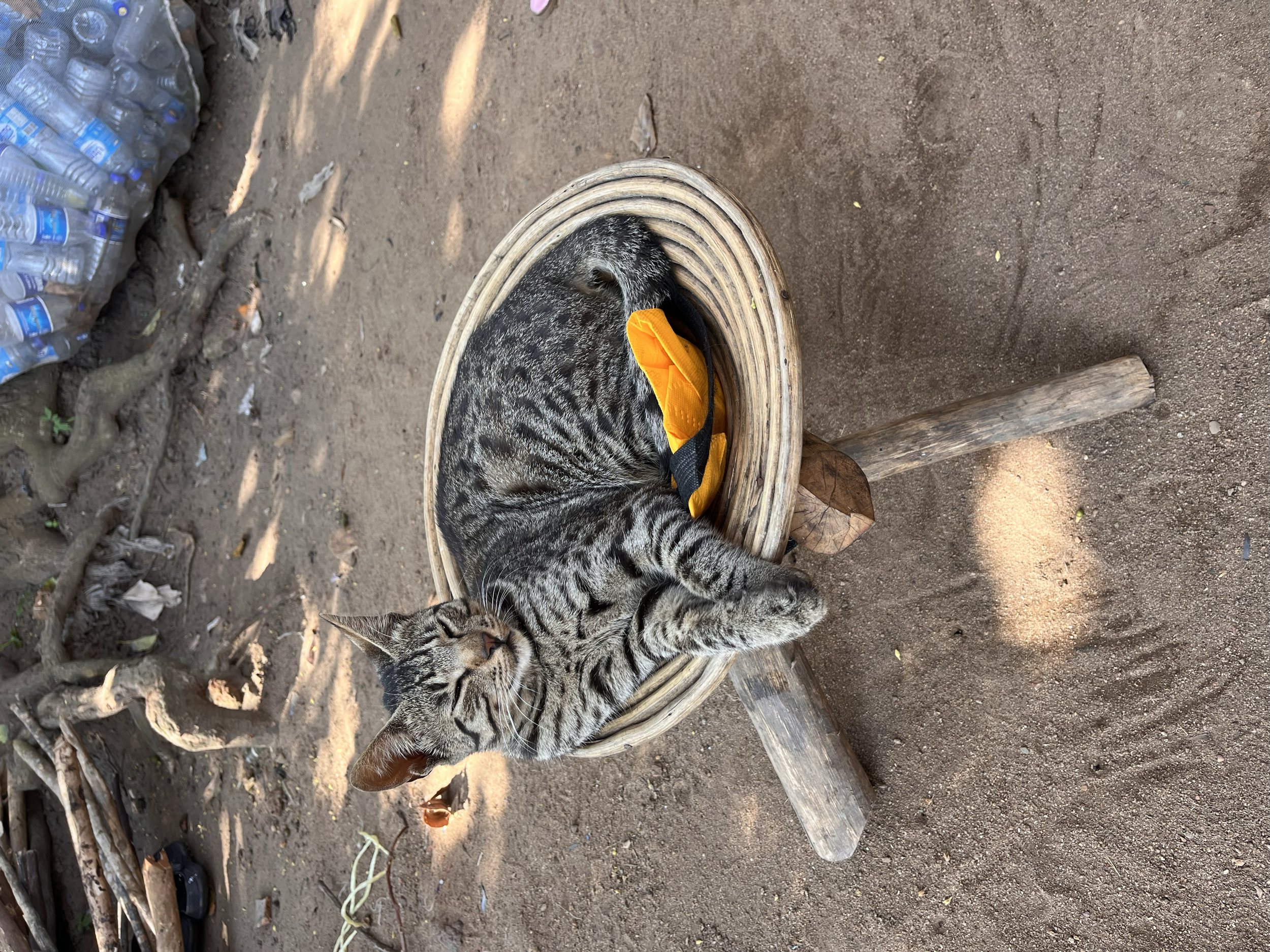 A tabby cat with black stripes and closed eyes laying inside a woven wooden bowl on a wooden stool outdoors. There is a yellow bag on the cat. The ground is dirt, and there are trees and bottles of water nearby.
