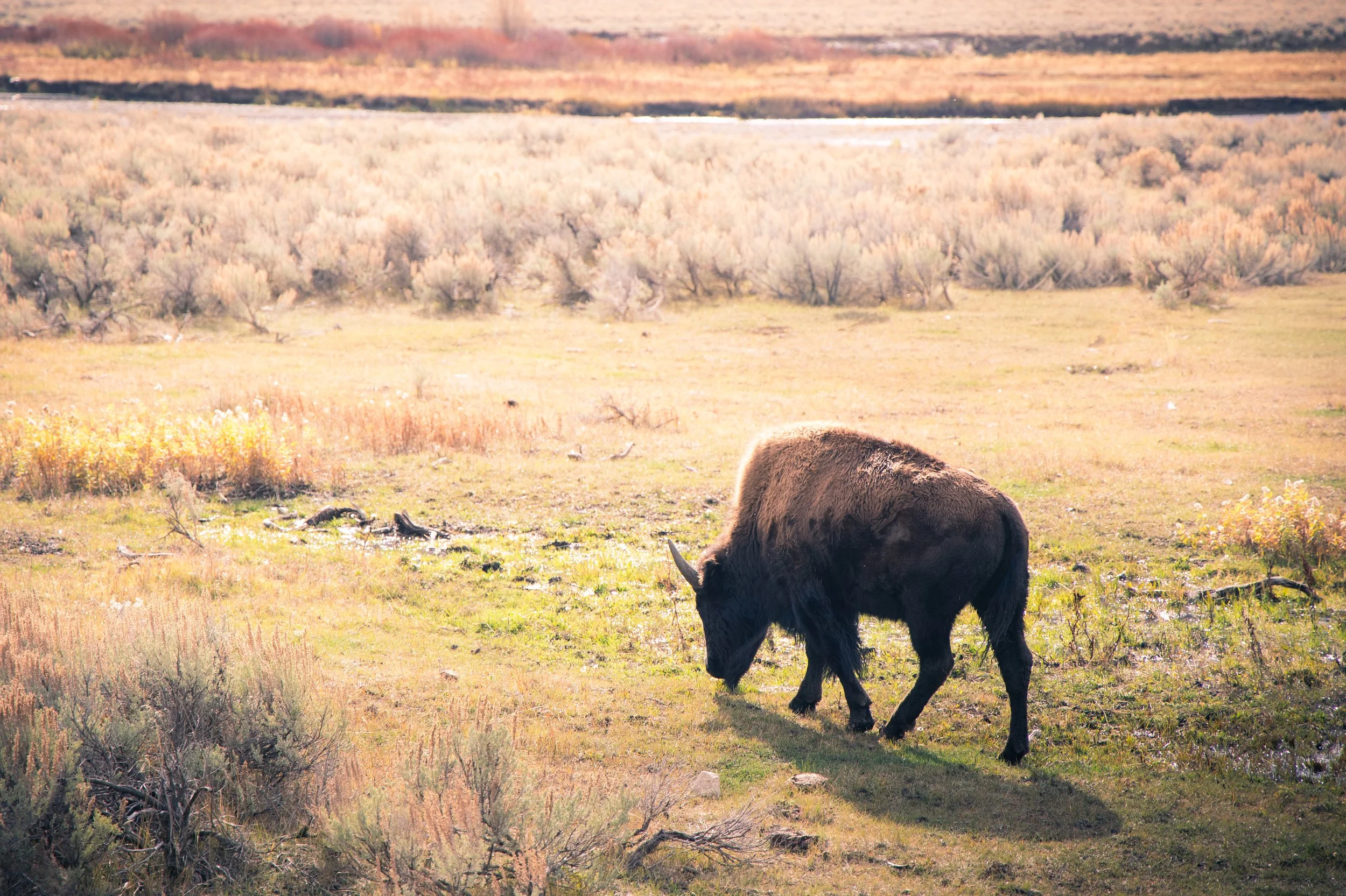 bison bottom right.jpg