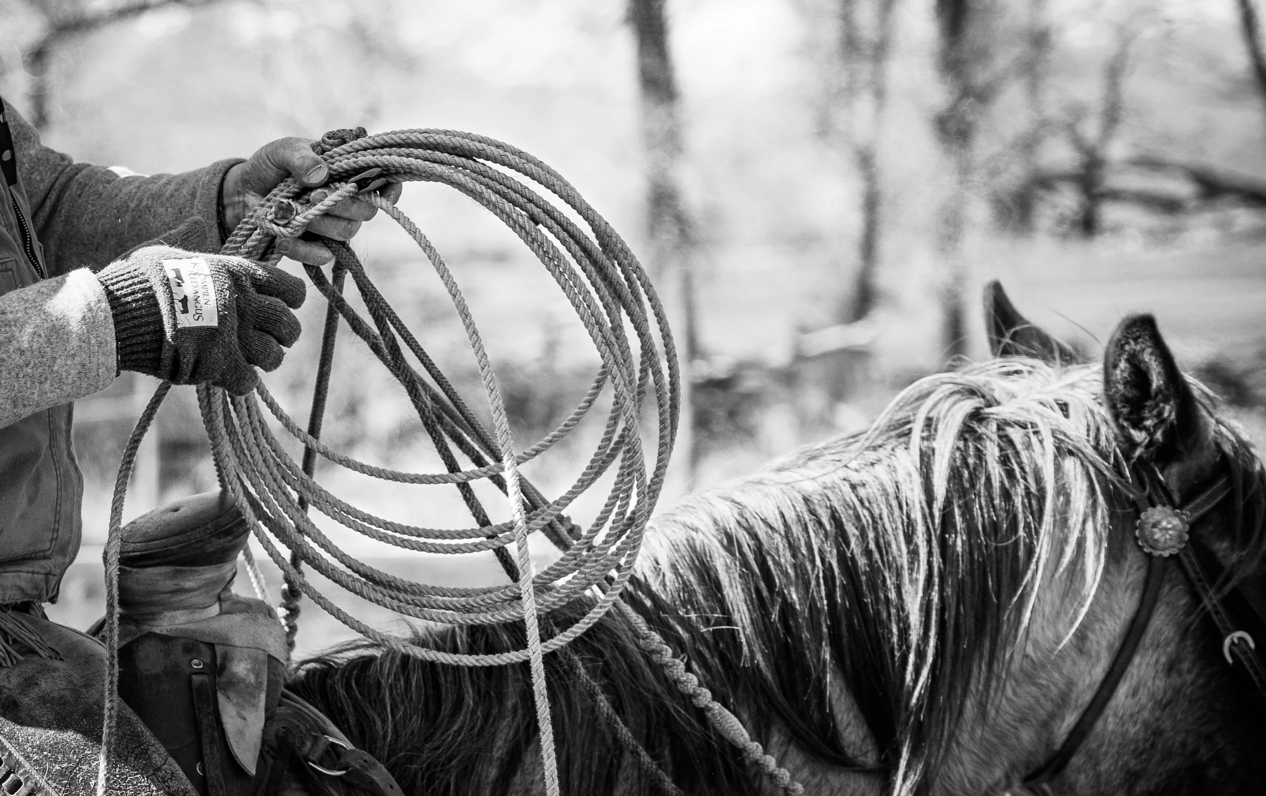 A person wearing gloves is holding a coiled lasso while sitting on a horse with a long, light-colored mane. The background shows a blurry, outdoor, wintry scene with trees.