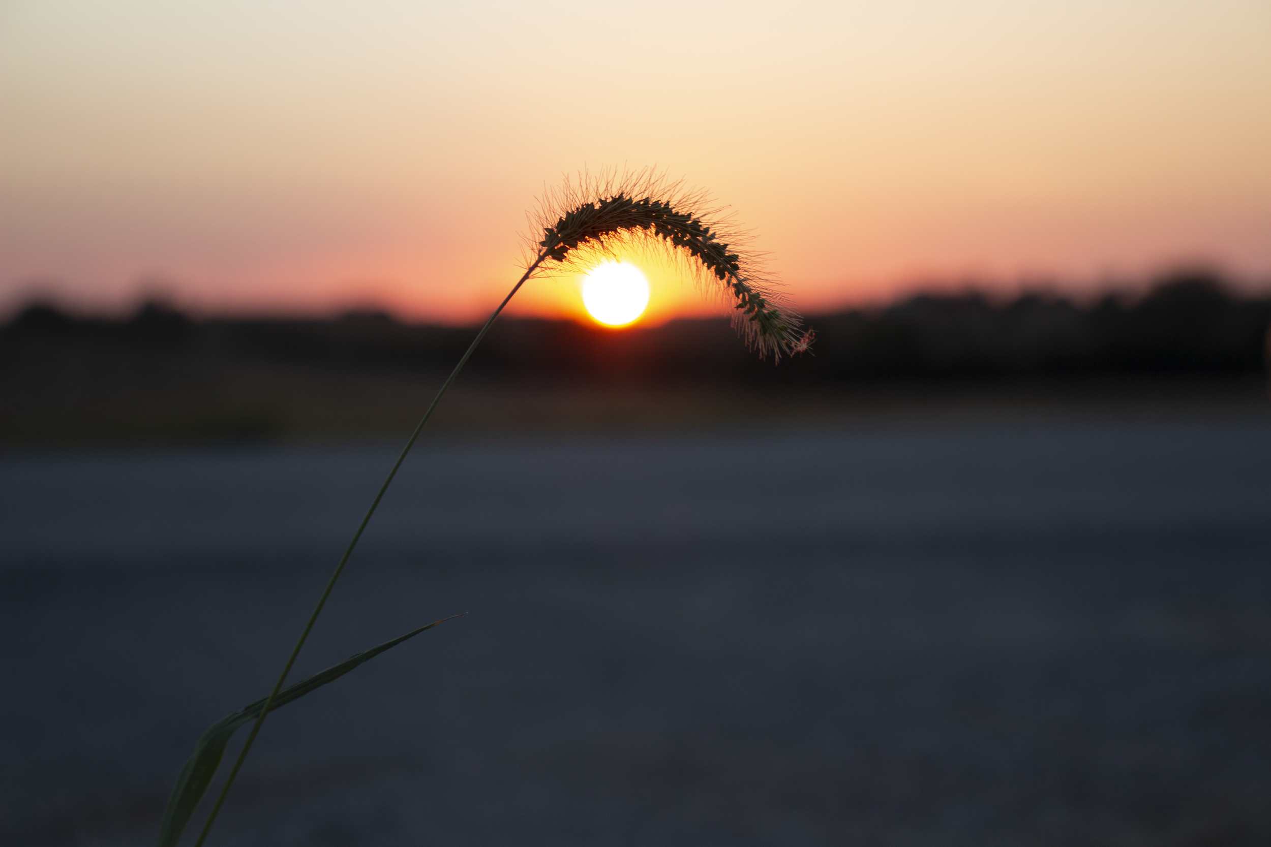 Plant over the sun.png