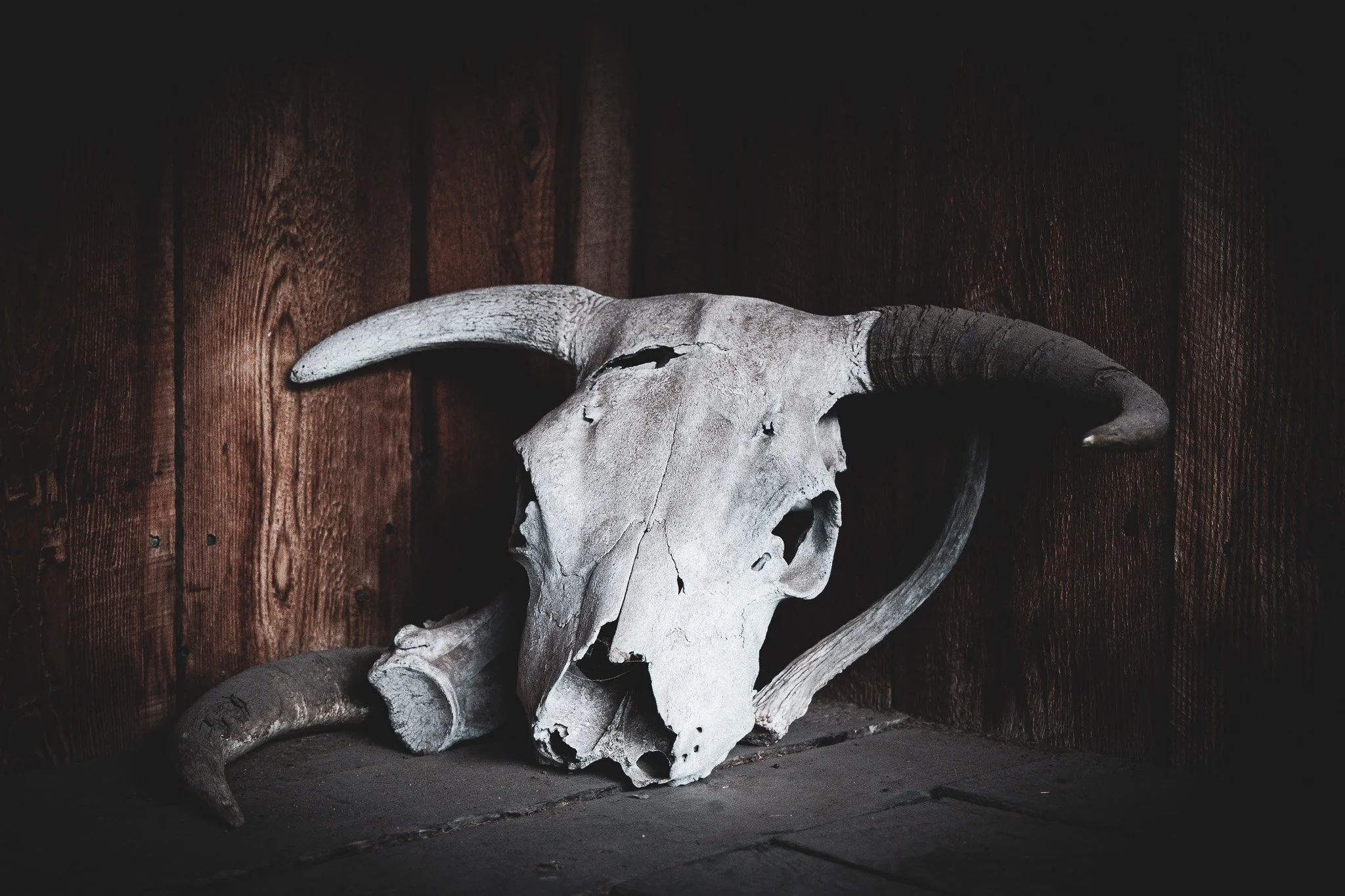 A weathered animal skull with horns resting against a dark wooden wall.