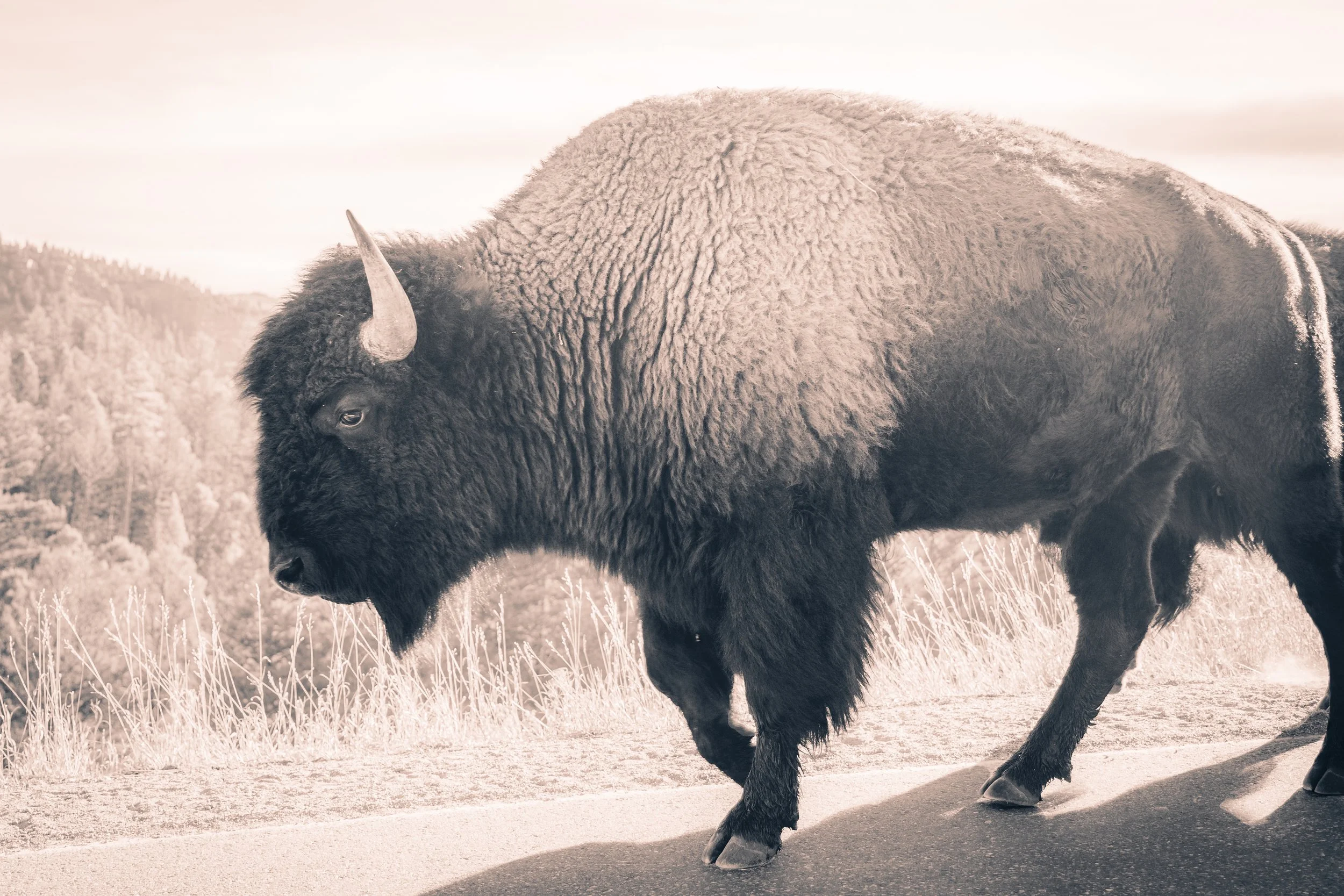 A large bison with dark fur and a prominent horn on its head, walking on a dirt path in a natural setting with trees and hills in the background.