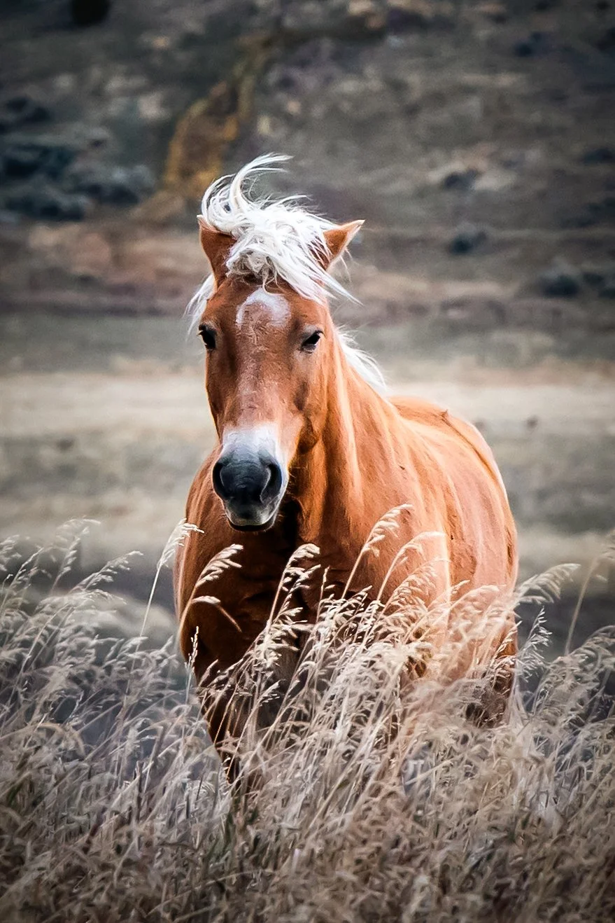 Orange Blonde Horse-3.jpg